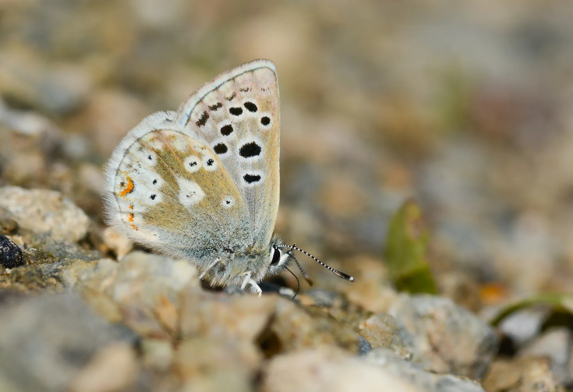 Agriades dardanus butterfly photo