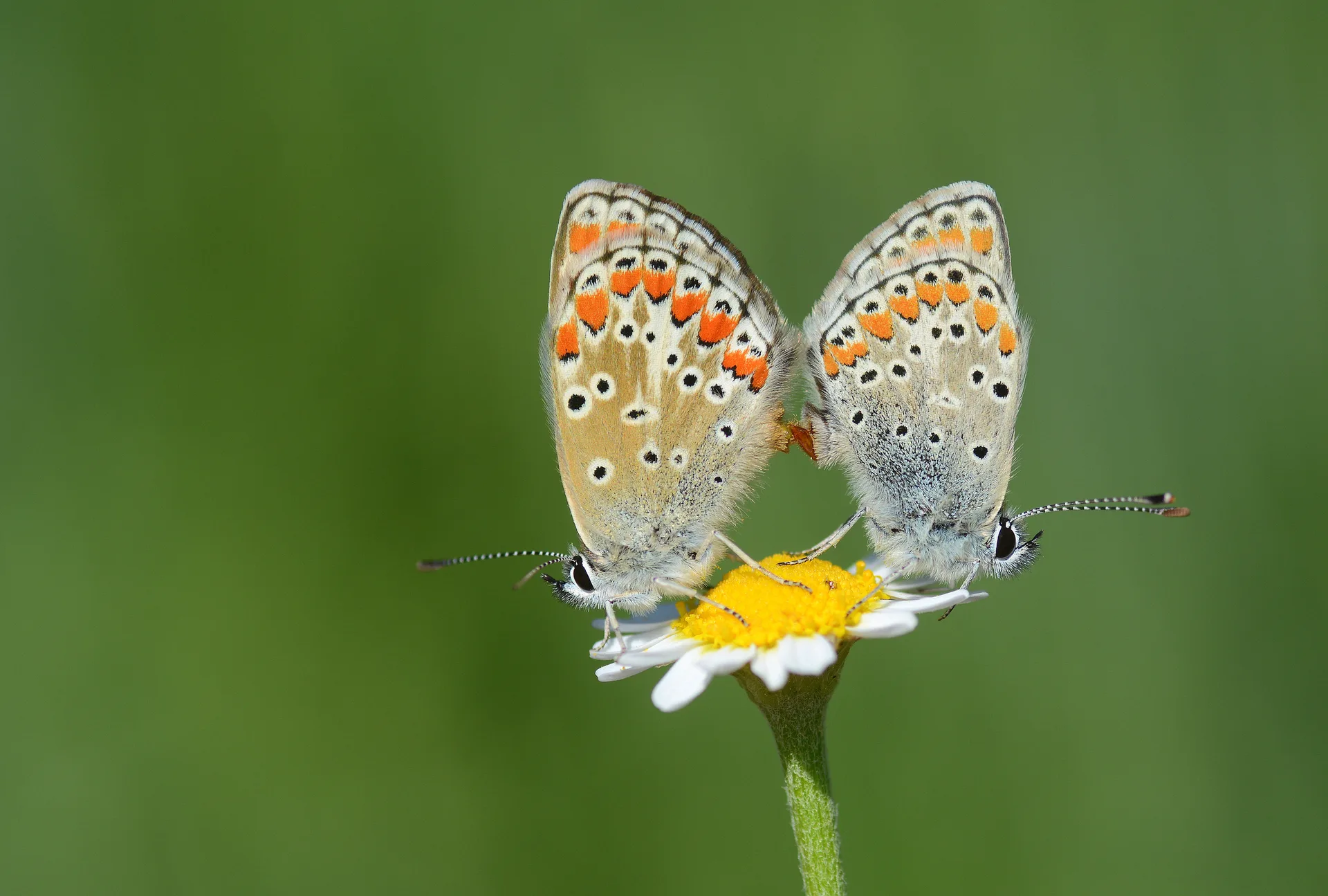 Aricia agestis (Çokgözlü Esmer) butterfly photo