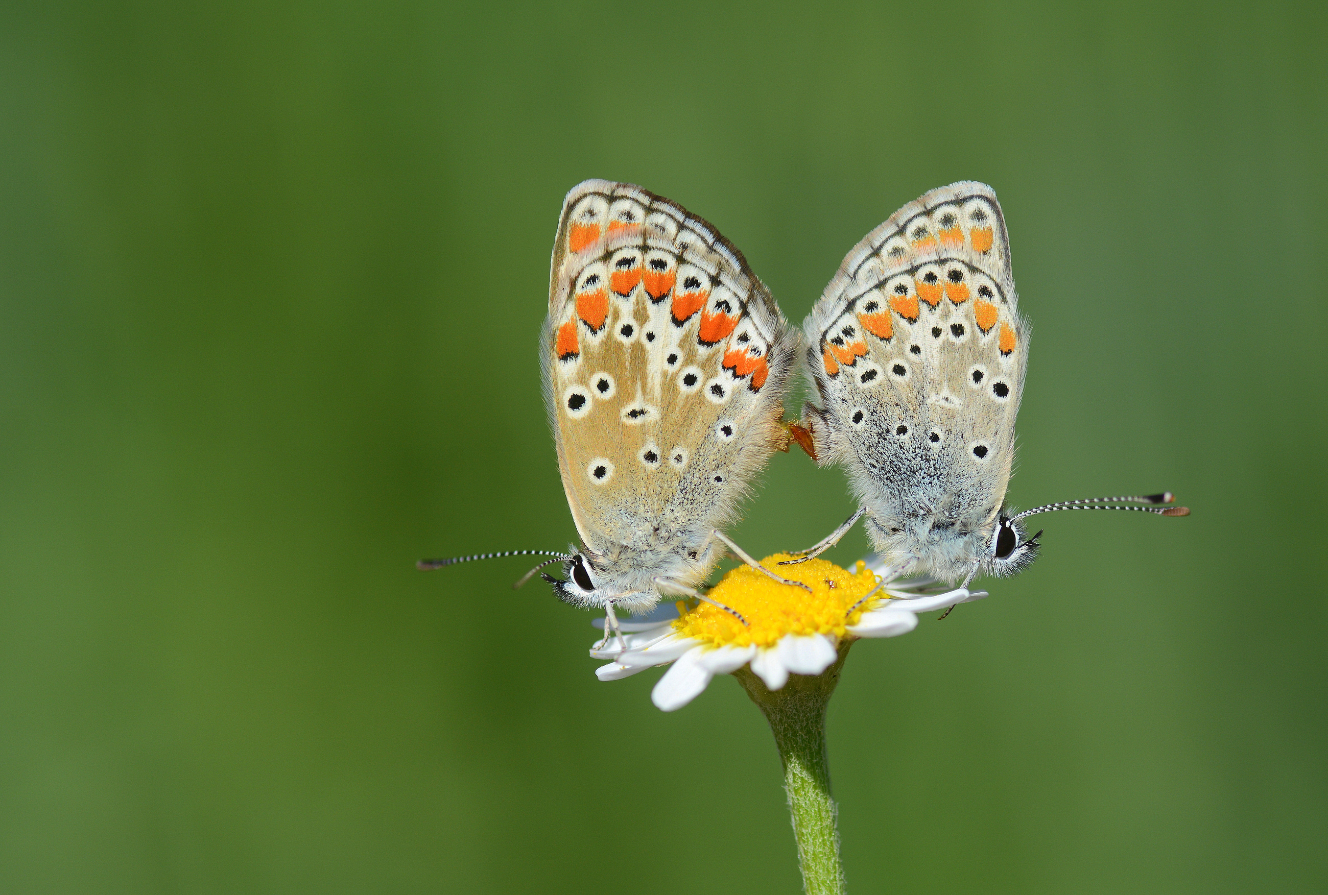 Aricia agestis (Çokgözlü Esmer) butterfly photo