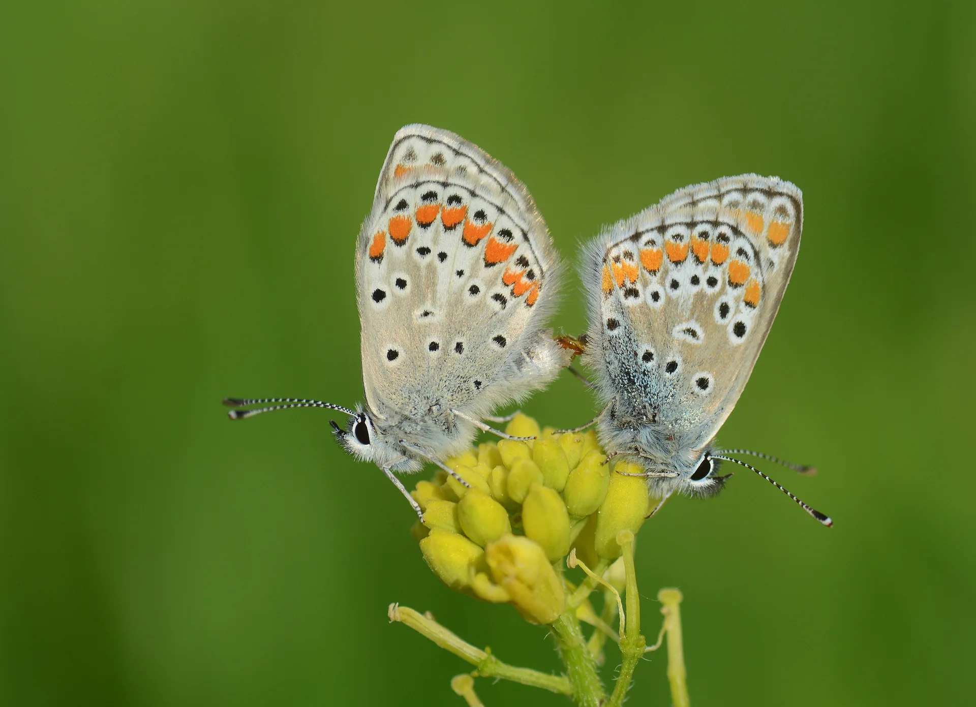 Aricia agestis (Ã‡okgÃ¶zlÃ¼ Esmer) butterfly photo