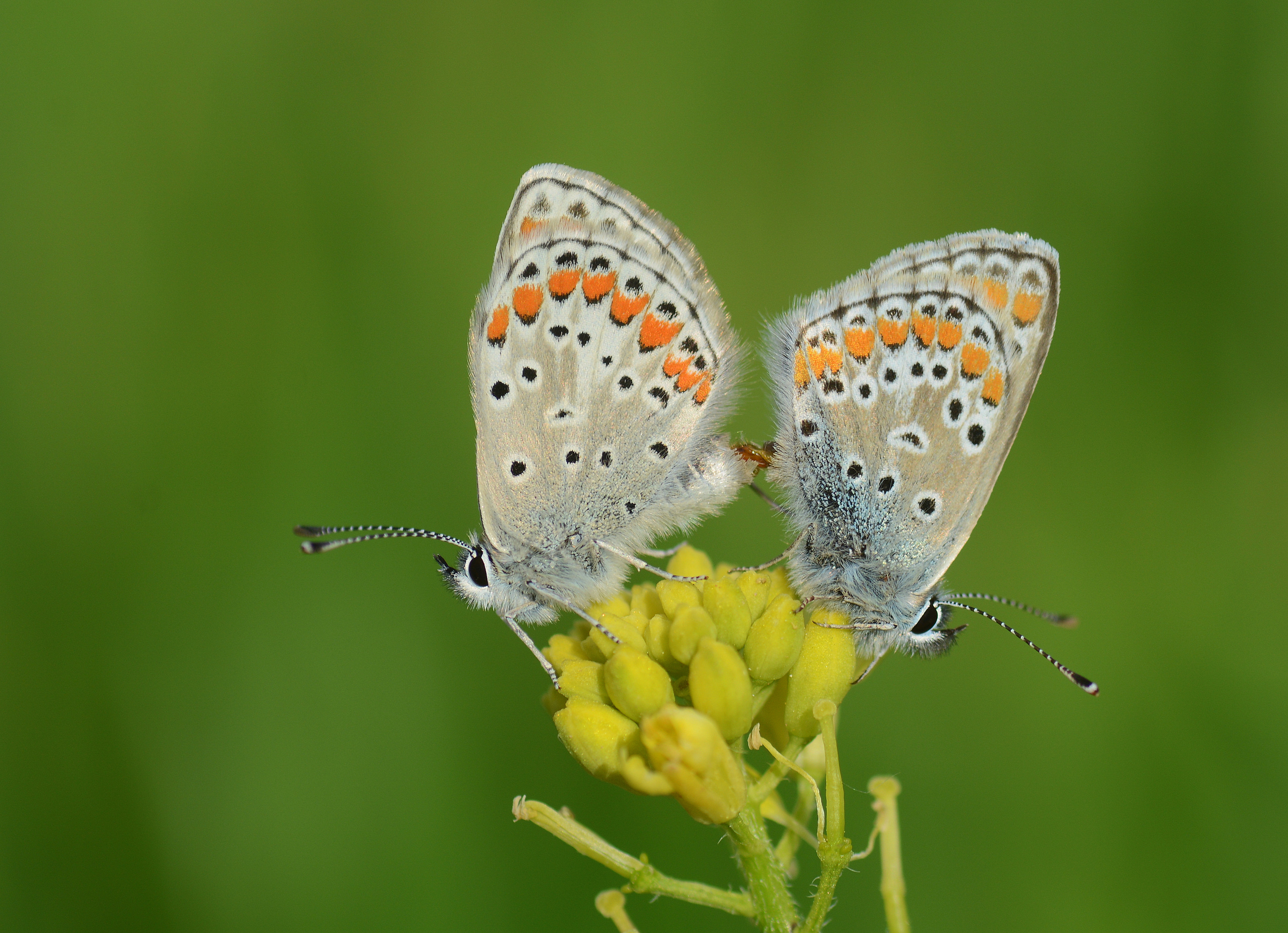 Aricia agestis (Çokgözlü Esmer) butterfly photo