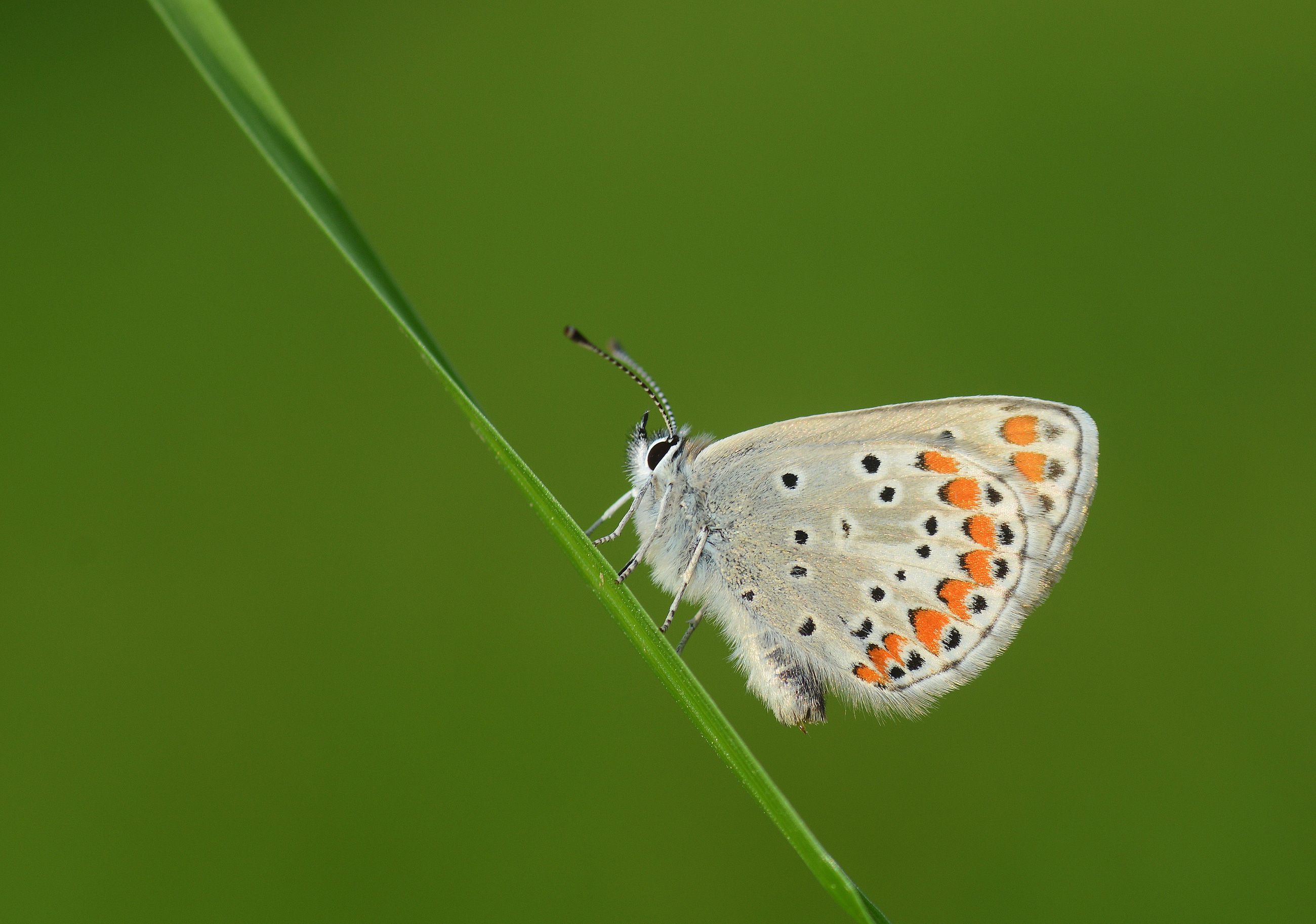 Aricia agestis (Çokgözlü Esmer) butterfly photo