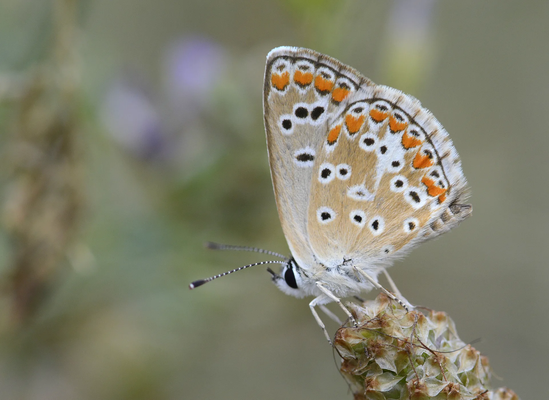 Aricia agestis (Ã‡okgÃ¶zlÃ¼ Esmer) butterfly photo