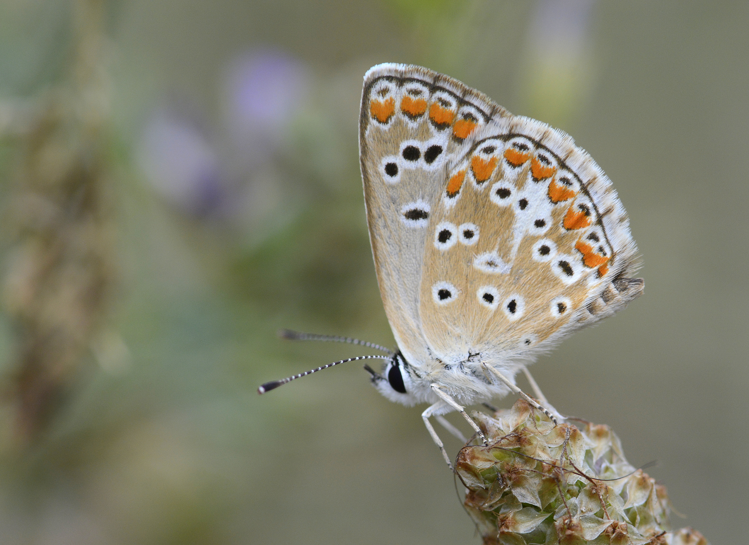 Aricia agestis (Çokgözlü Esmer) butterfly photo