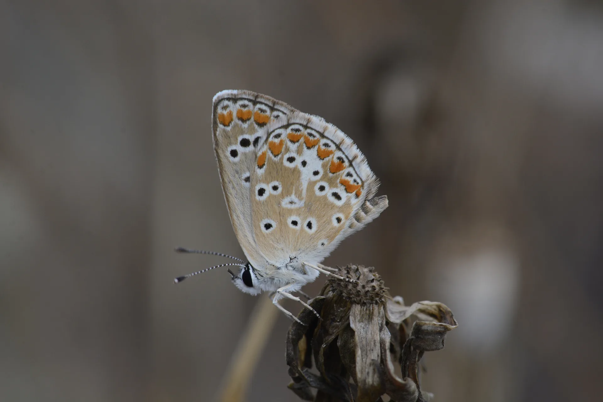 Aricia agestis (Ã‡okgÃ¶zlÃ¼ Esmer) butterfly photo