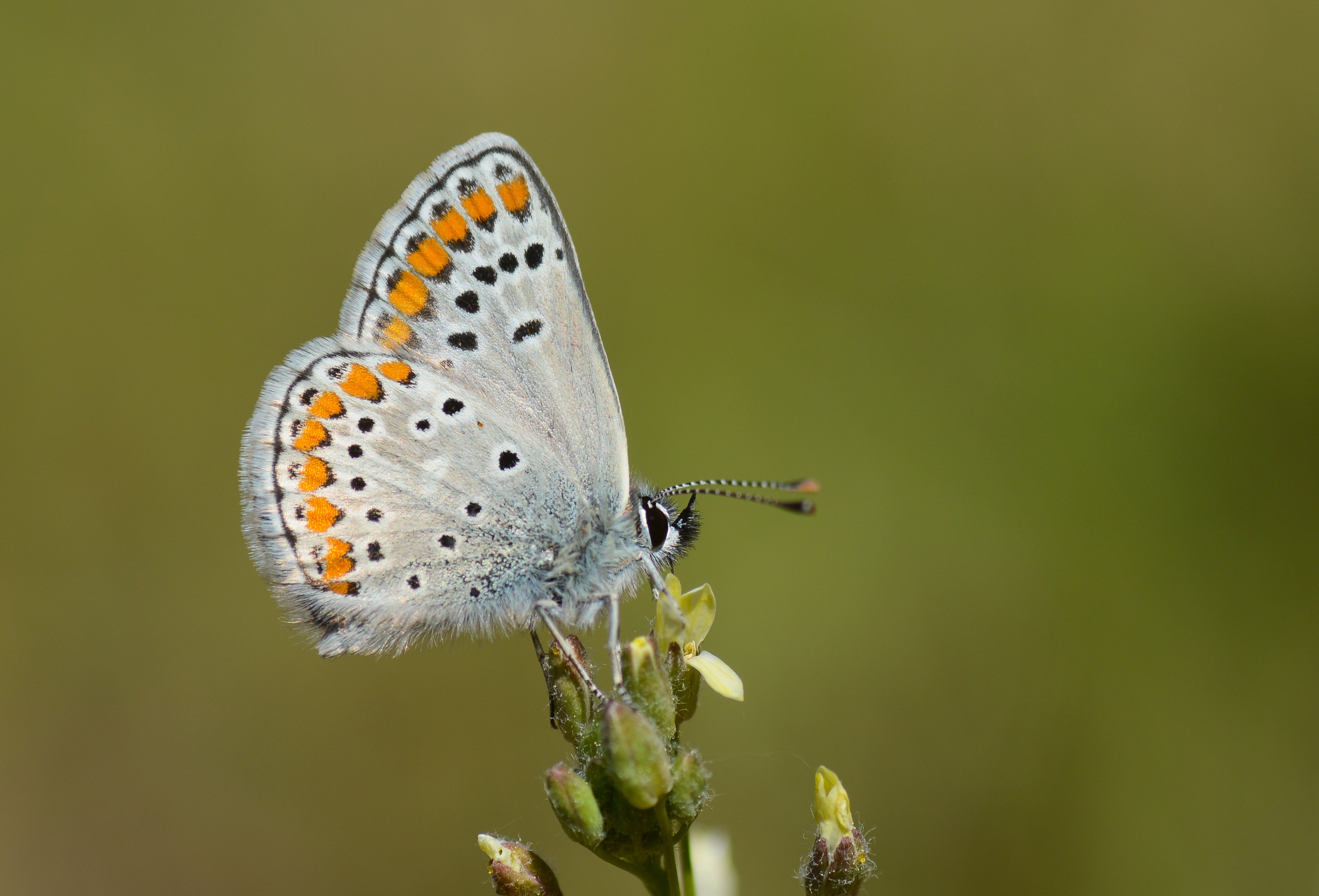 Aricia agestis (Çokgözlü Esmer) butterfly photo