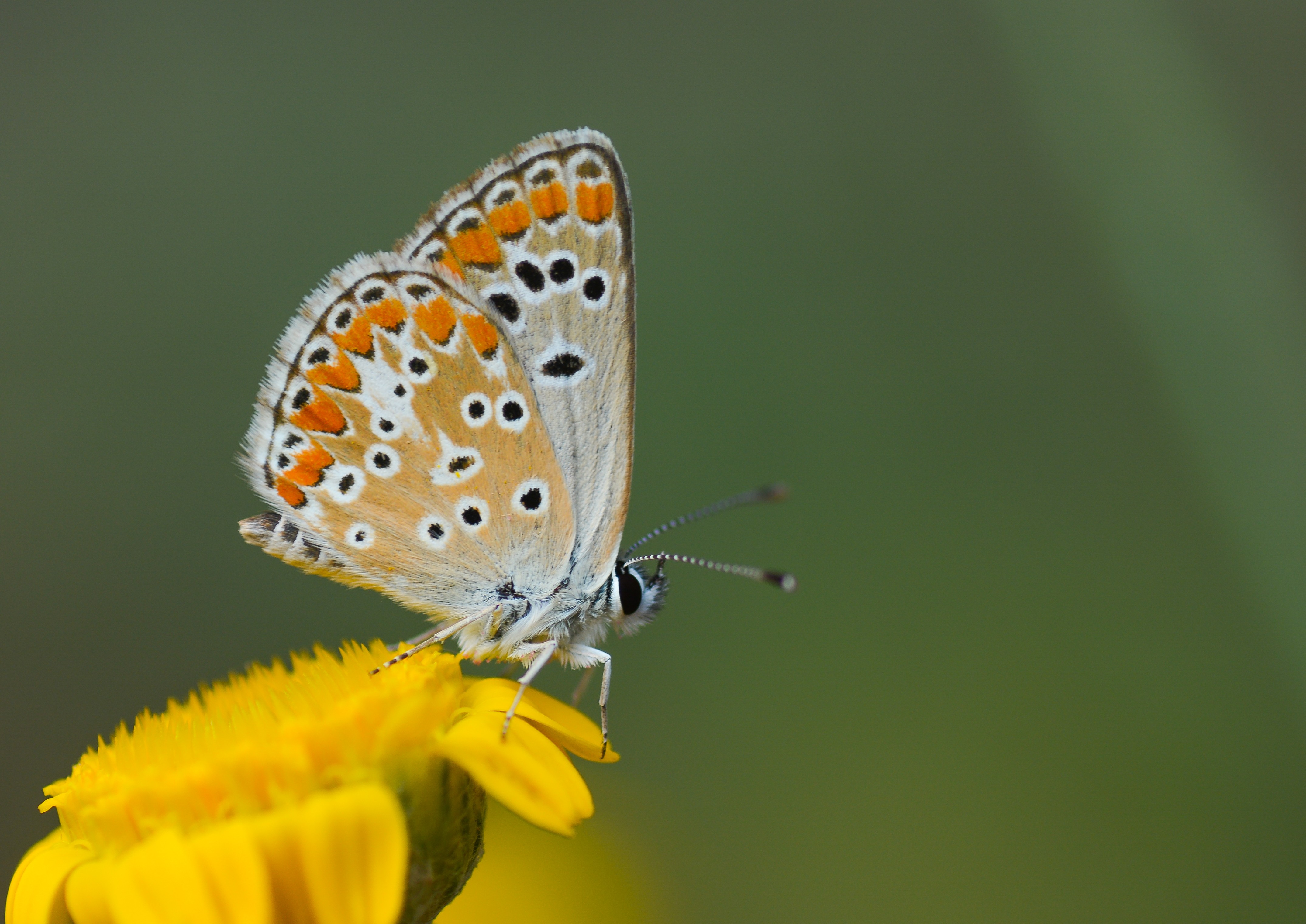 Aricia agestis (Çokgözlü Esmer) butterfly photo