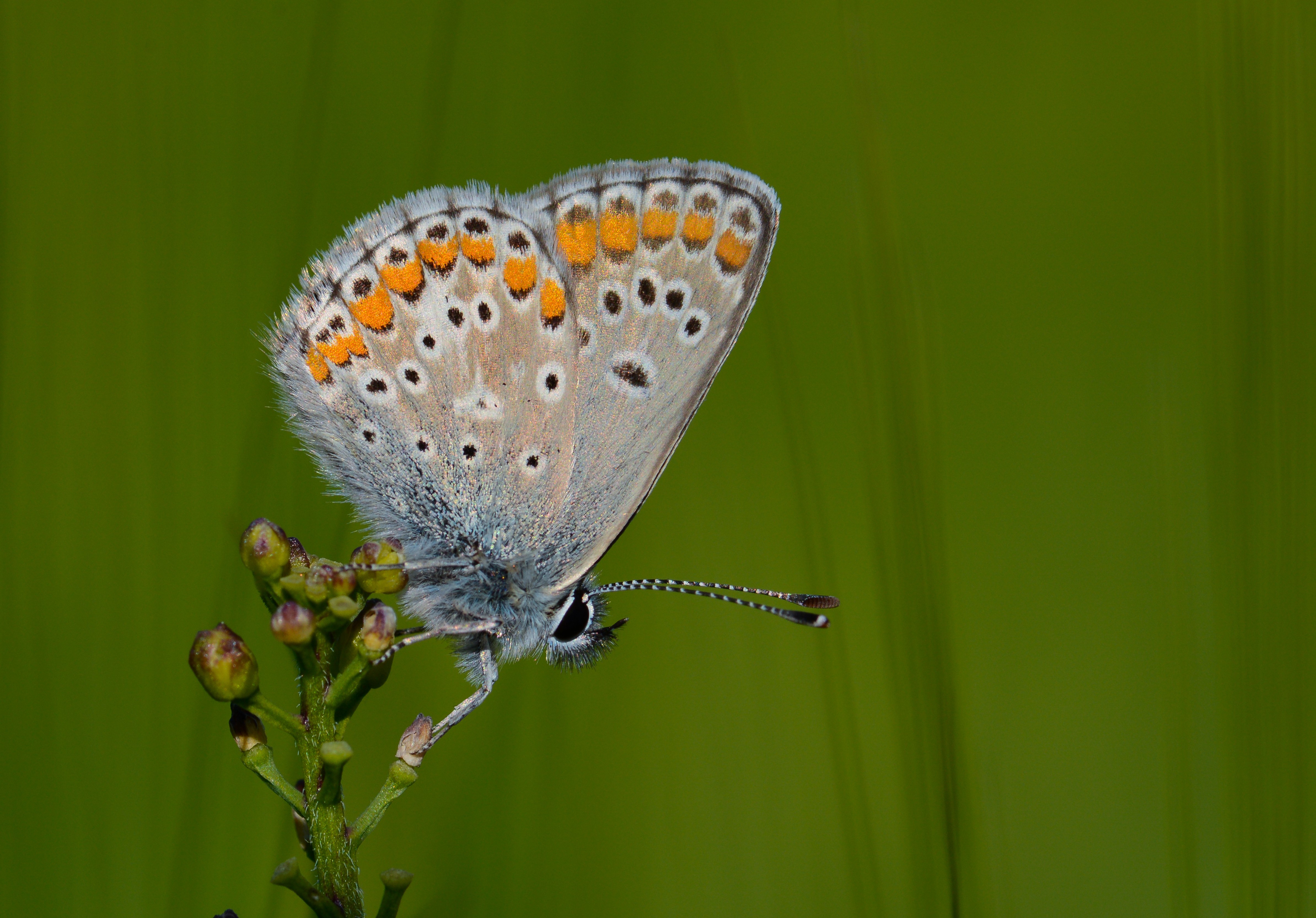 Aricia agestis (Çokgözlü Esmer) butterfly photo