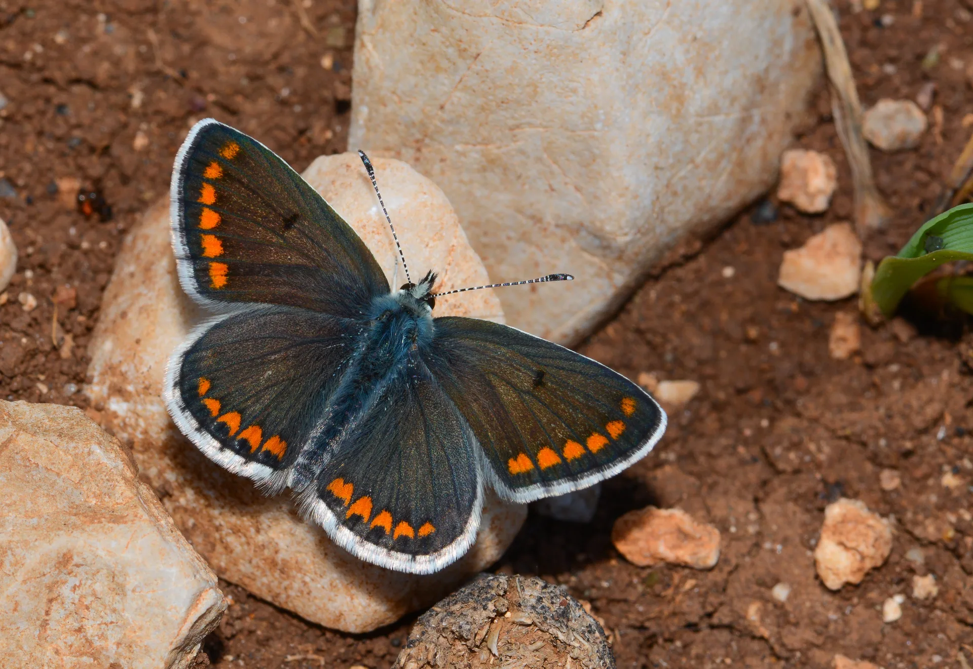 Aricia agestis (Ã‡okgÃ¶zlÃ¼ Esmer) butterfly photo