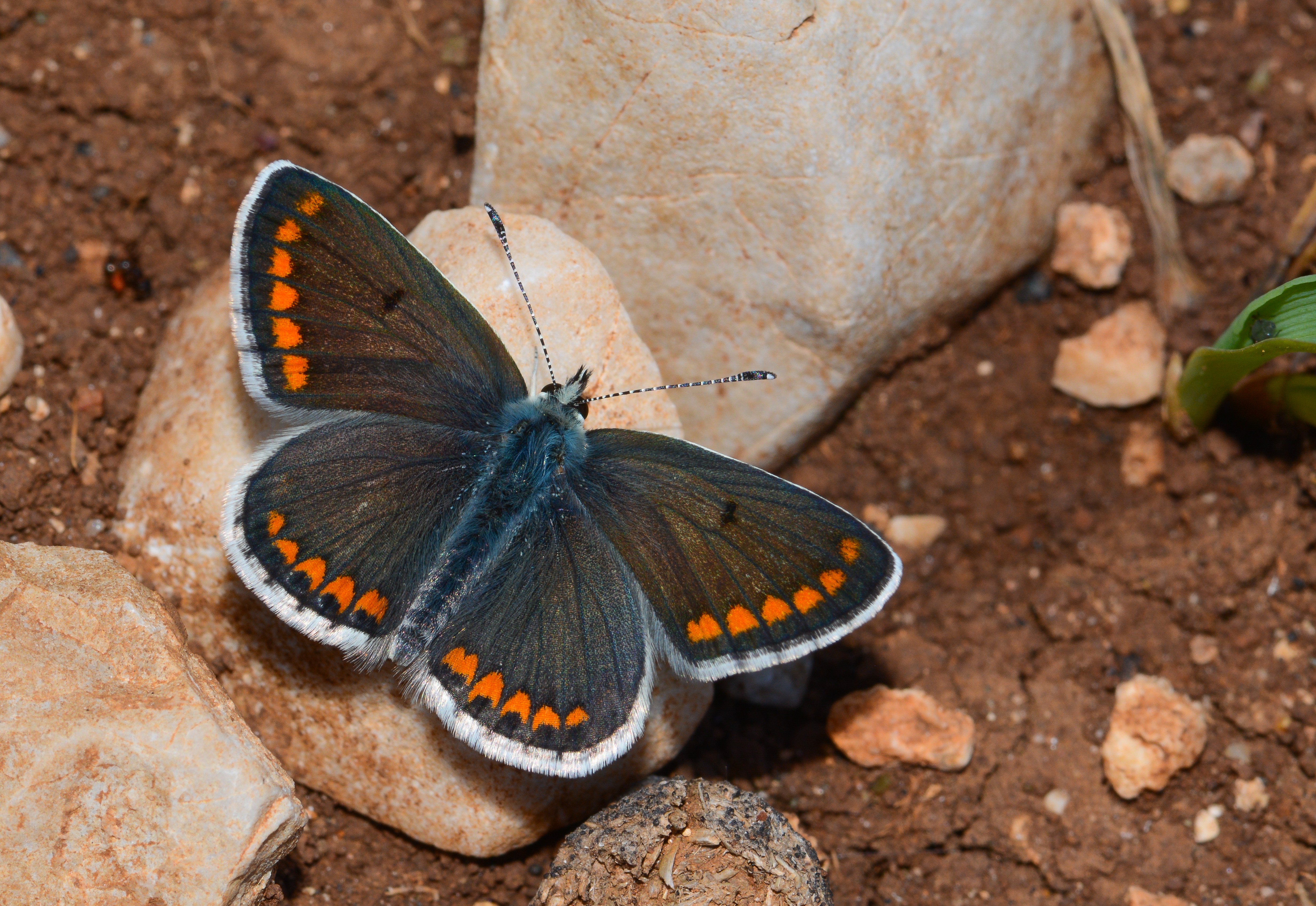 Aricia agestis (Çokgözlü Esmer) butterfly photo