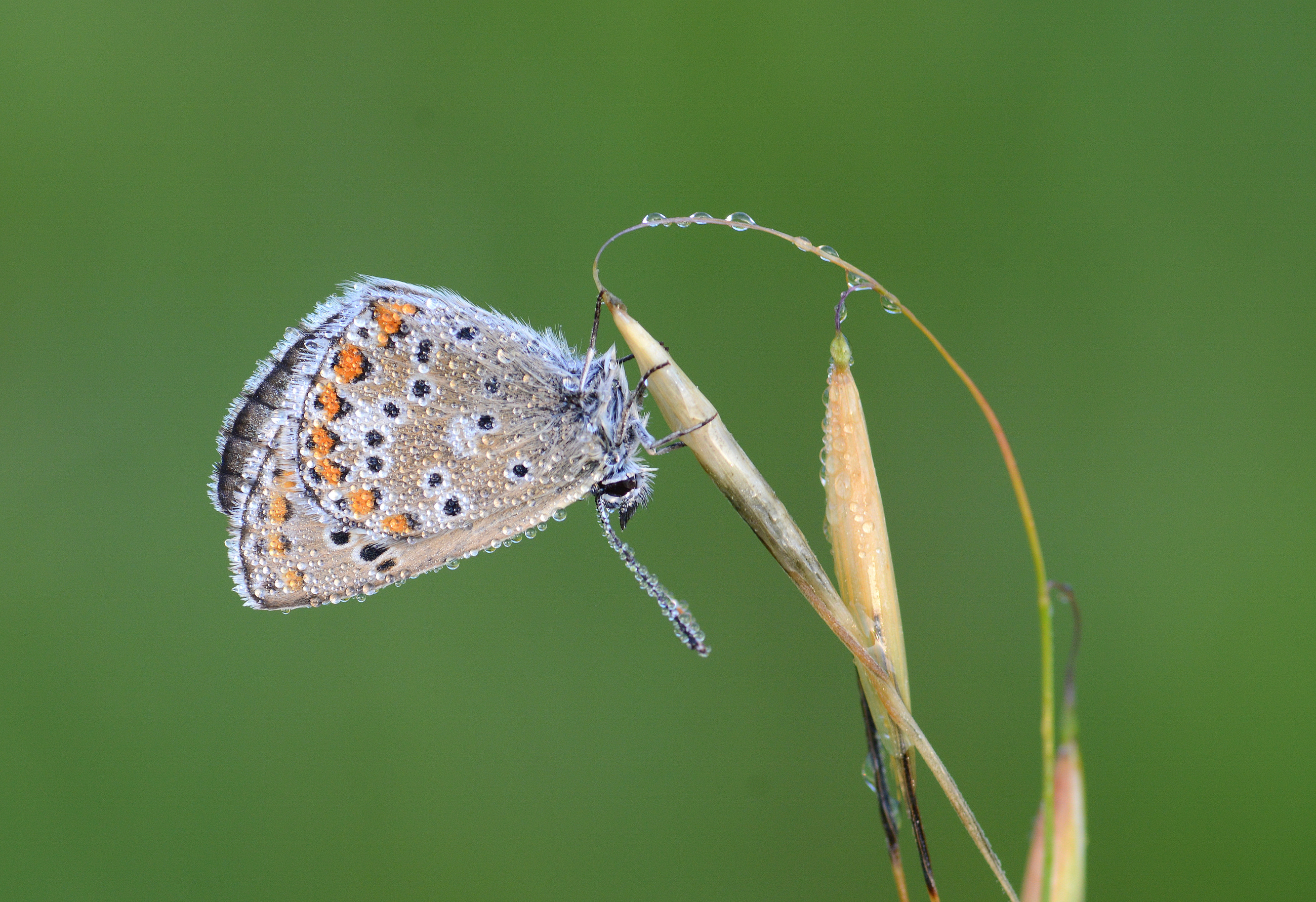 Aricia anteros (Çokgözlü Balkanmavisi) butterfly photo