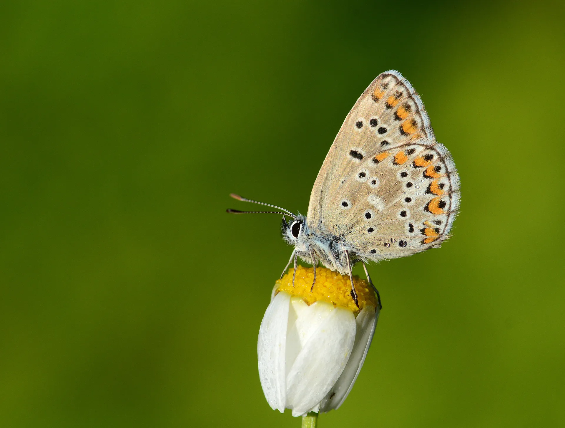 Aricia anteros (Ã‡okgÃ¶zlÃ¼ Balkanmavisi) butterfly photo