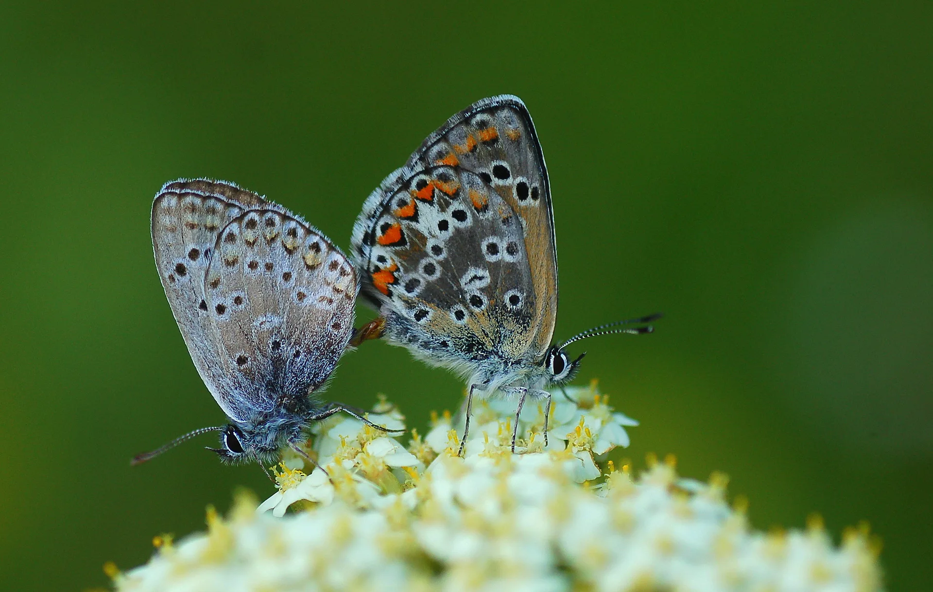 Aricia anteros (Ã‡okgÃ¶zlÃ¼ Balkanmavisi) butterfly photo