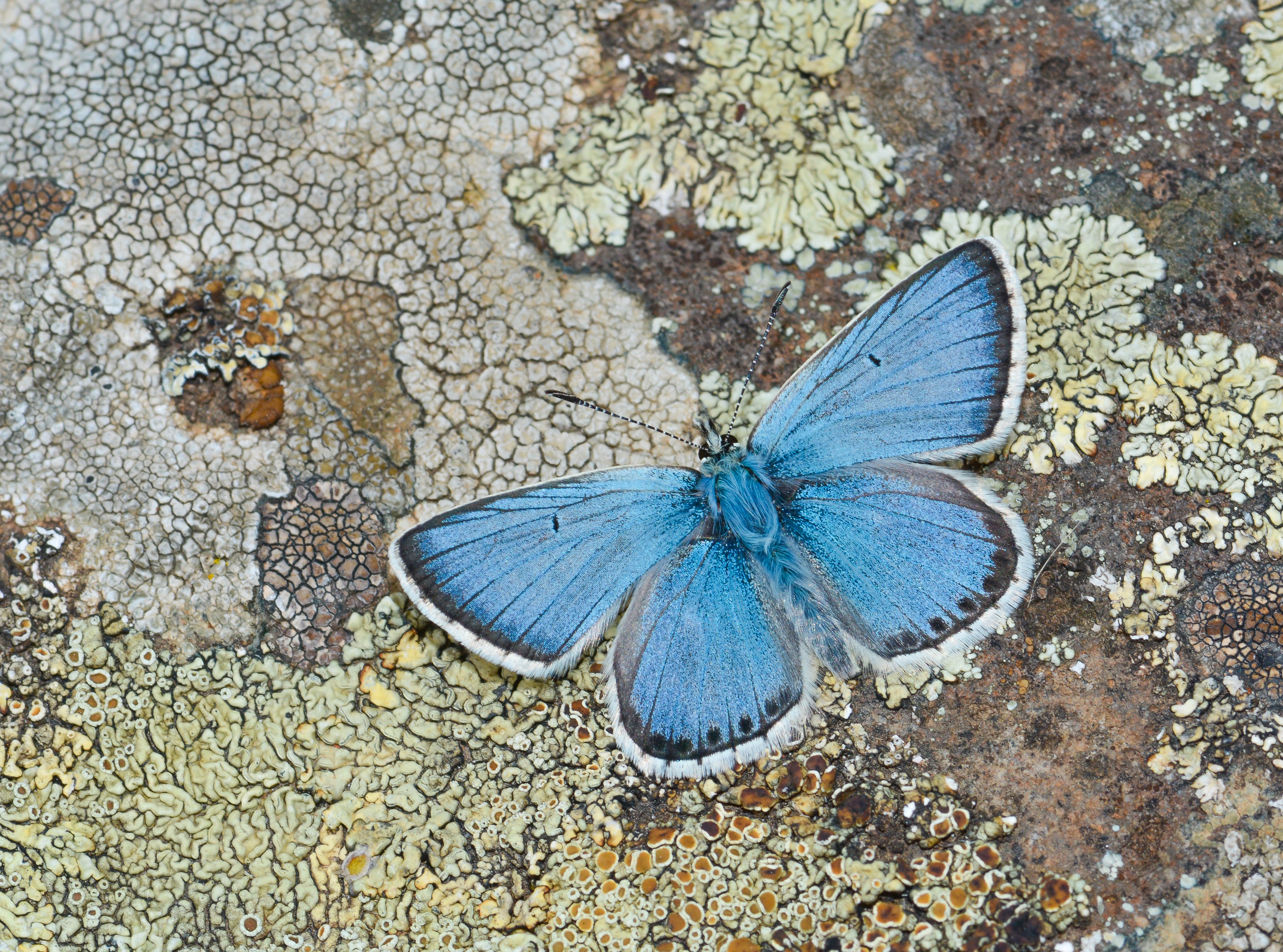Aricia anteros (Çokgözlü Balkanmavisi) butterfly photo