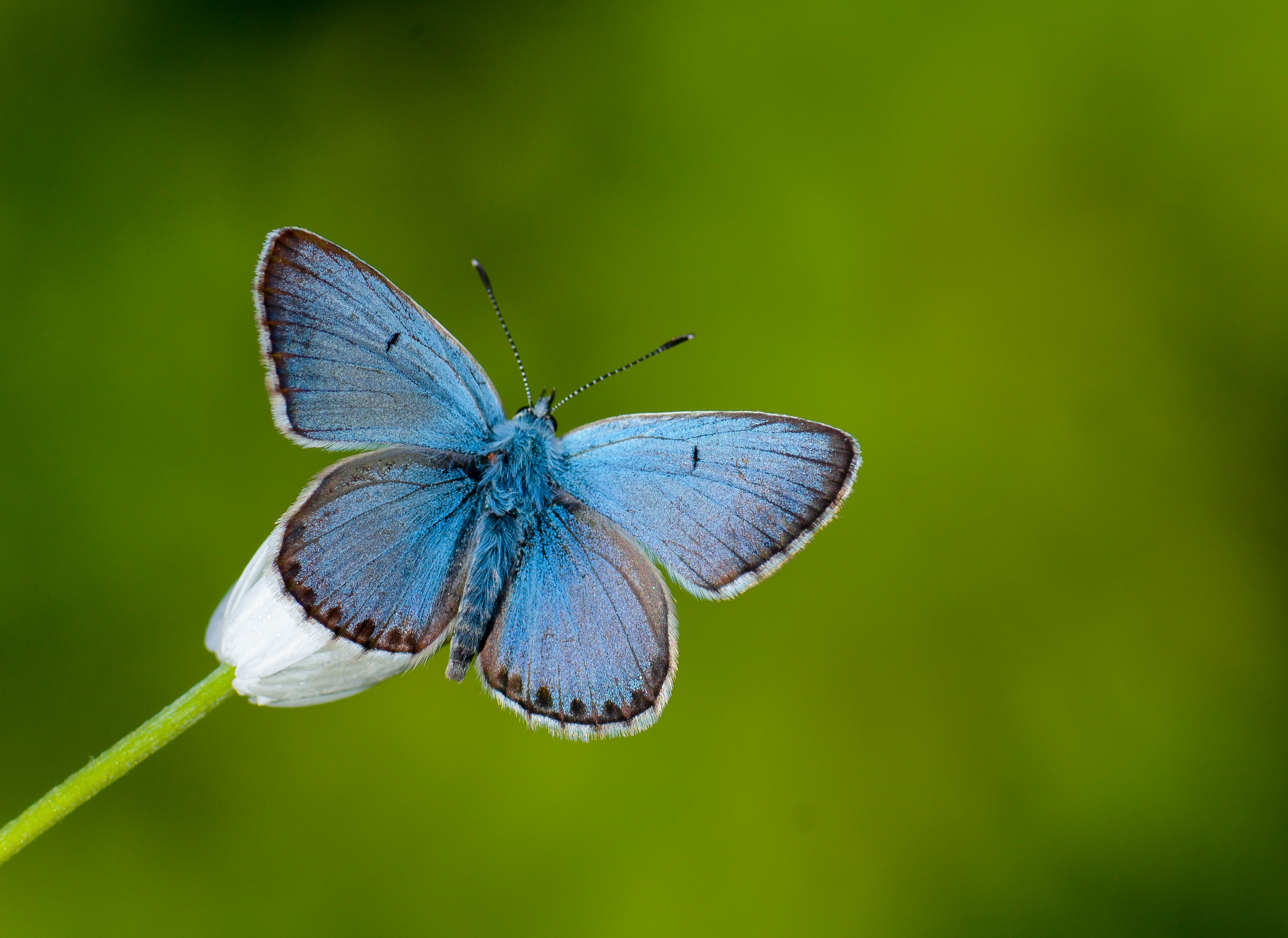 Aricia anteros (Çokgözlü Balkanmavisi) butterfly photo