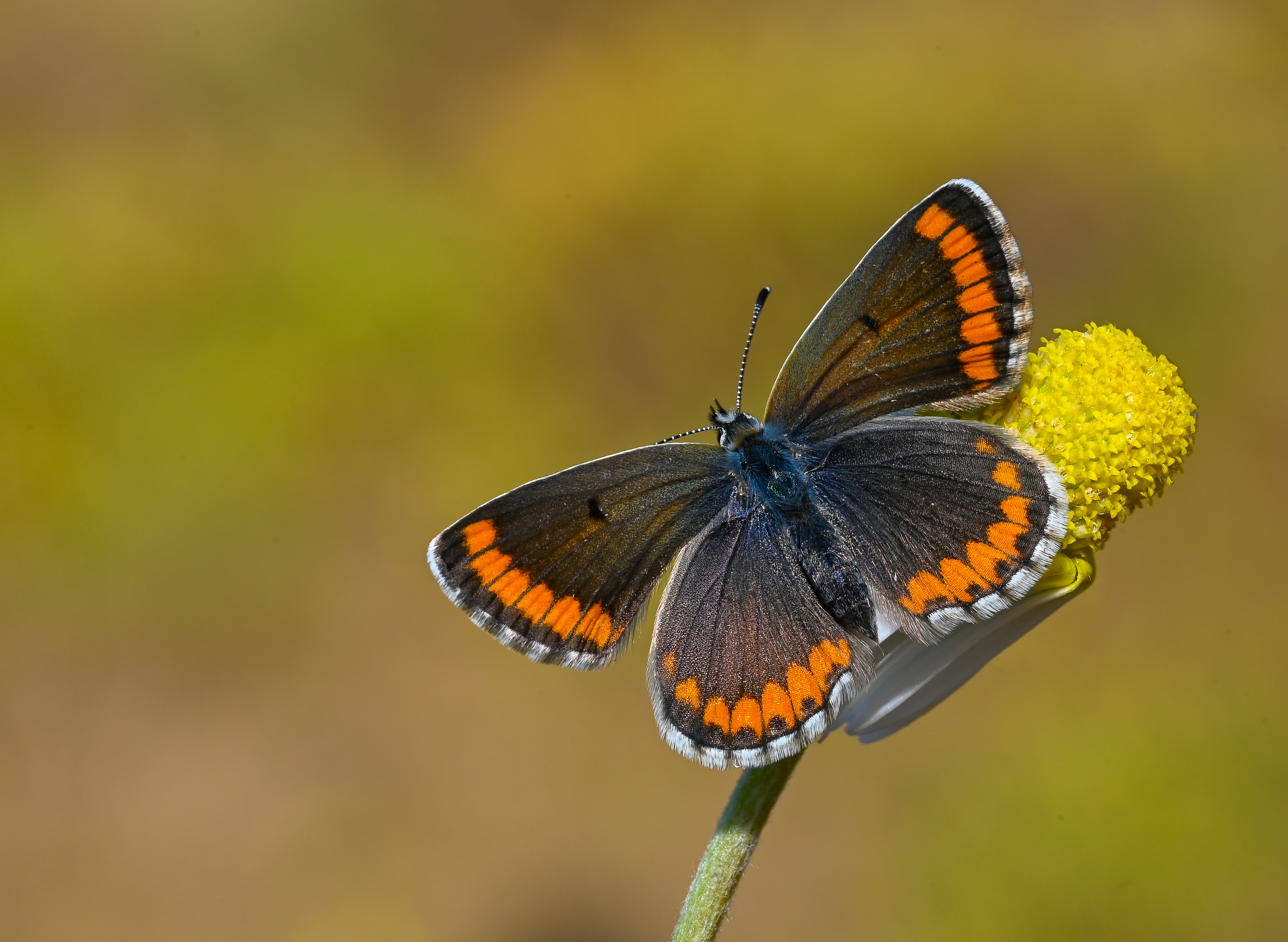 Aricia cramera butterfly photo
