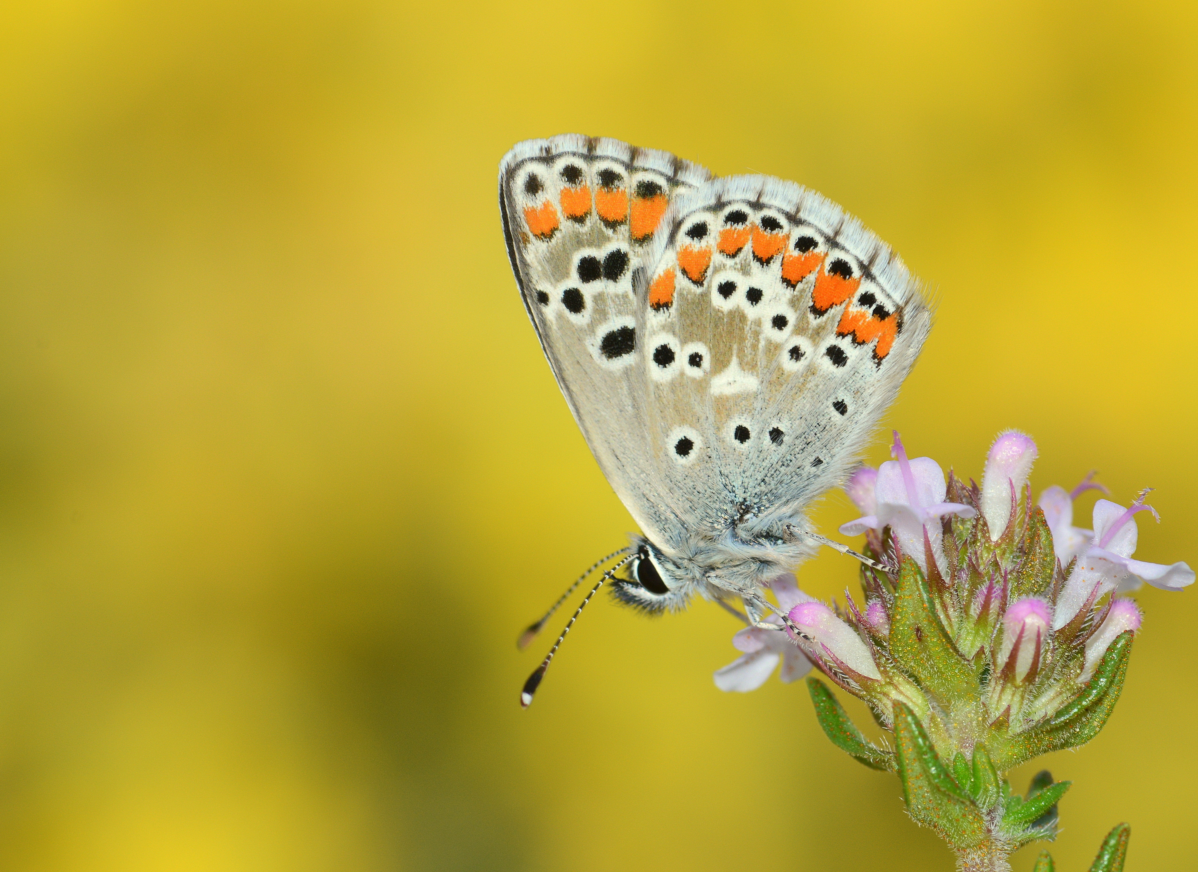 Aricia cramera butterfly photo