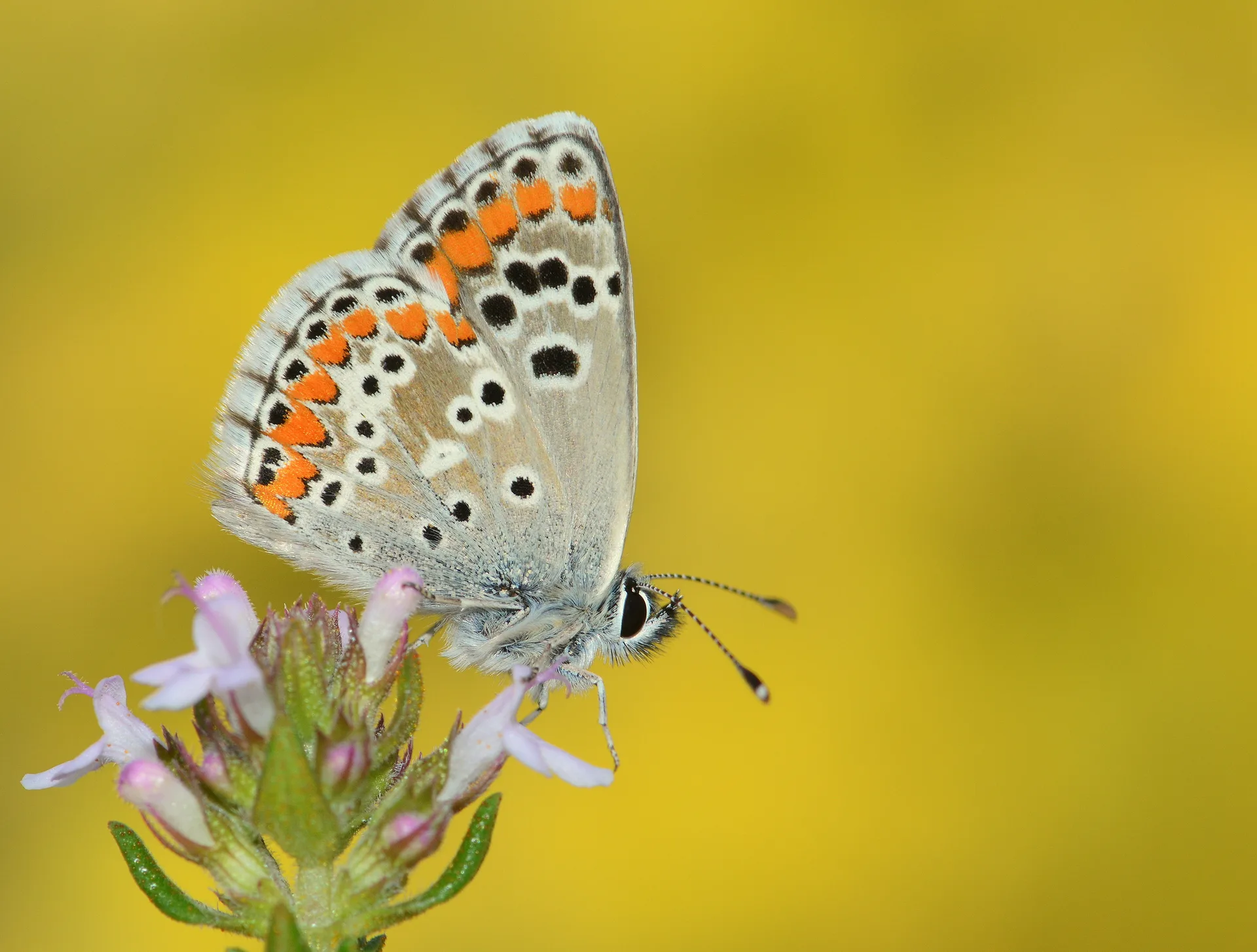 Aricia cramera butterfly photo