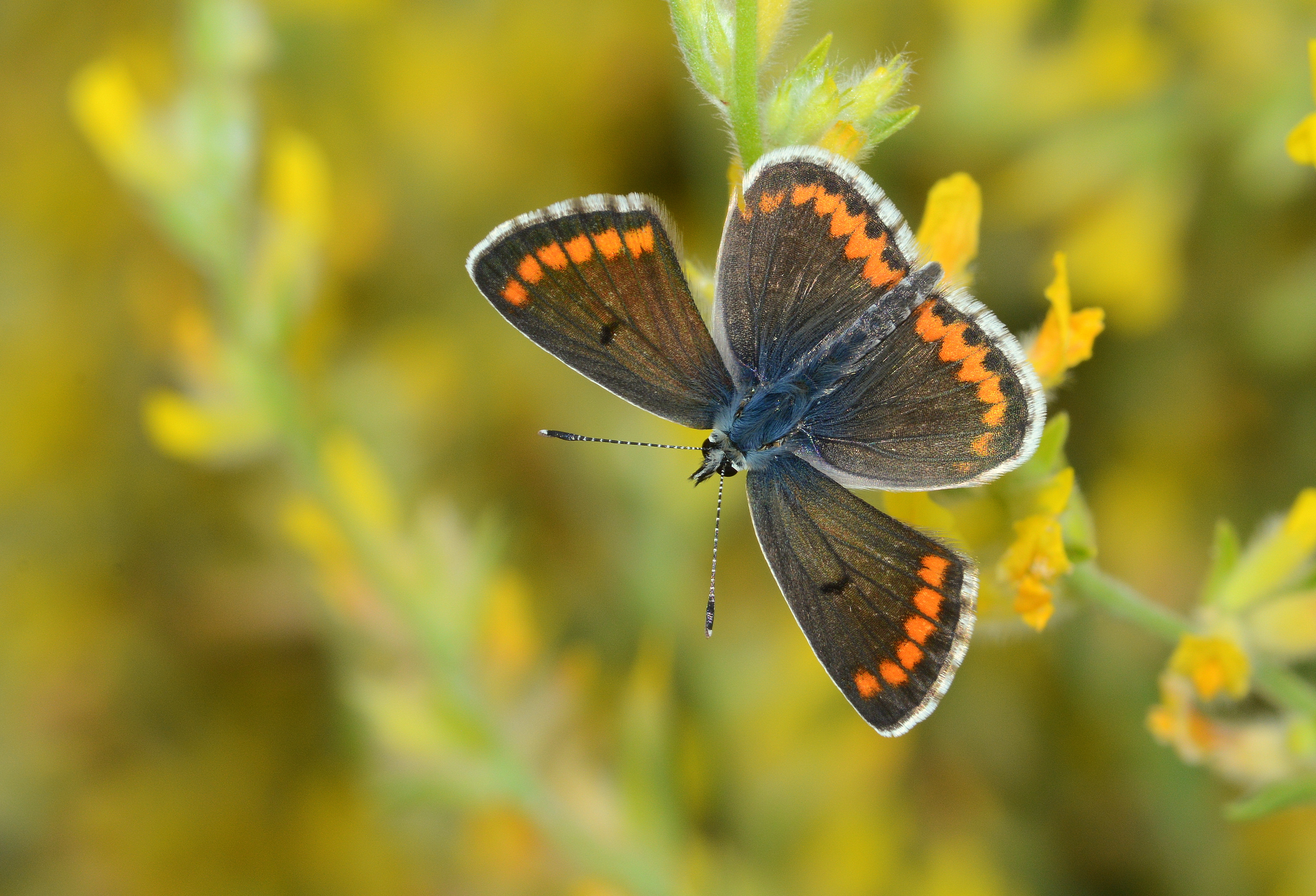 Aricia cramera butterfly photo