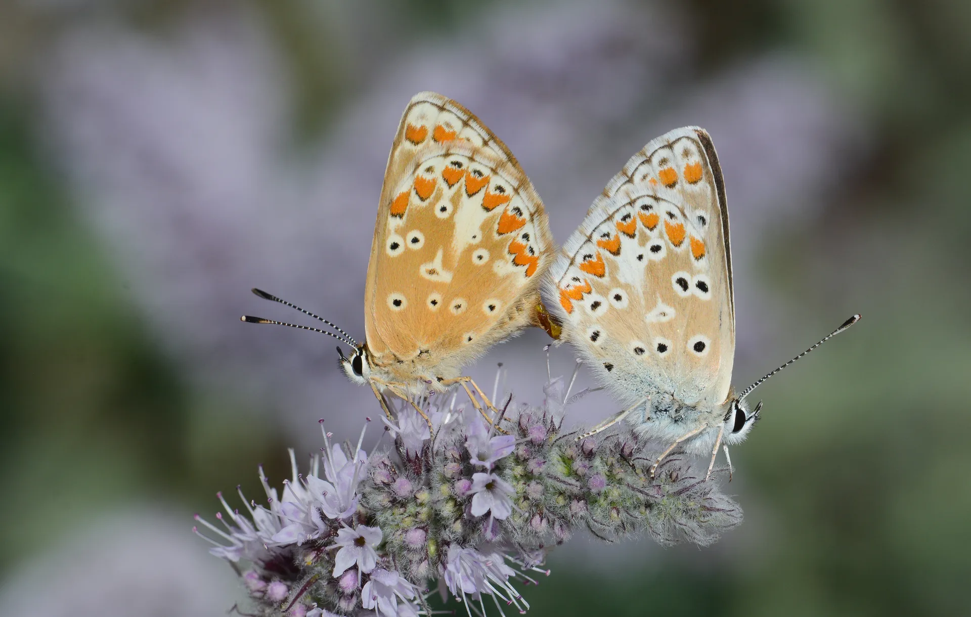 Aricia montensis butterfly photo