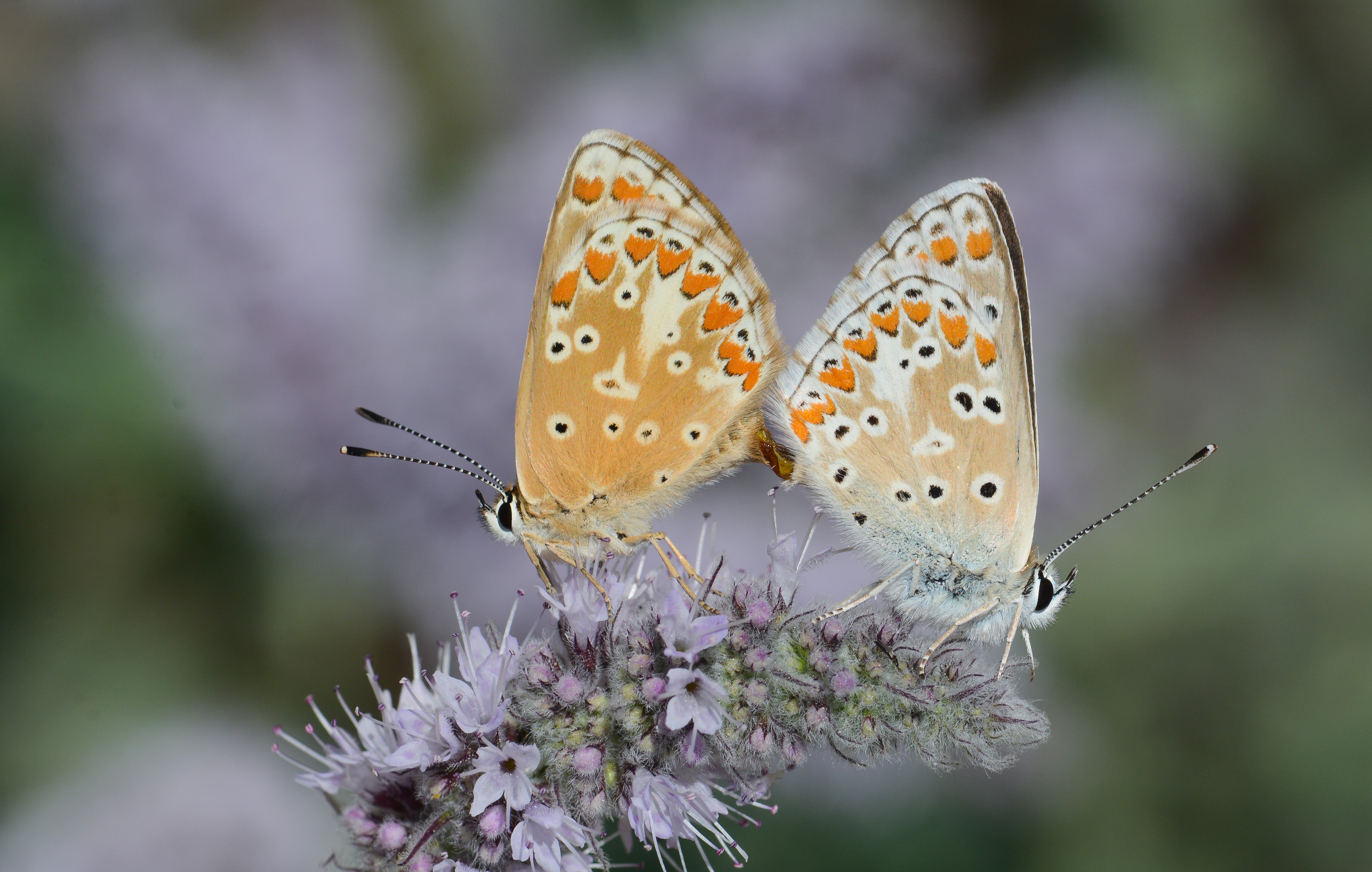 Aricia montensis butterfly photo