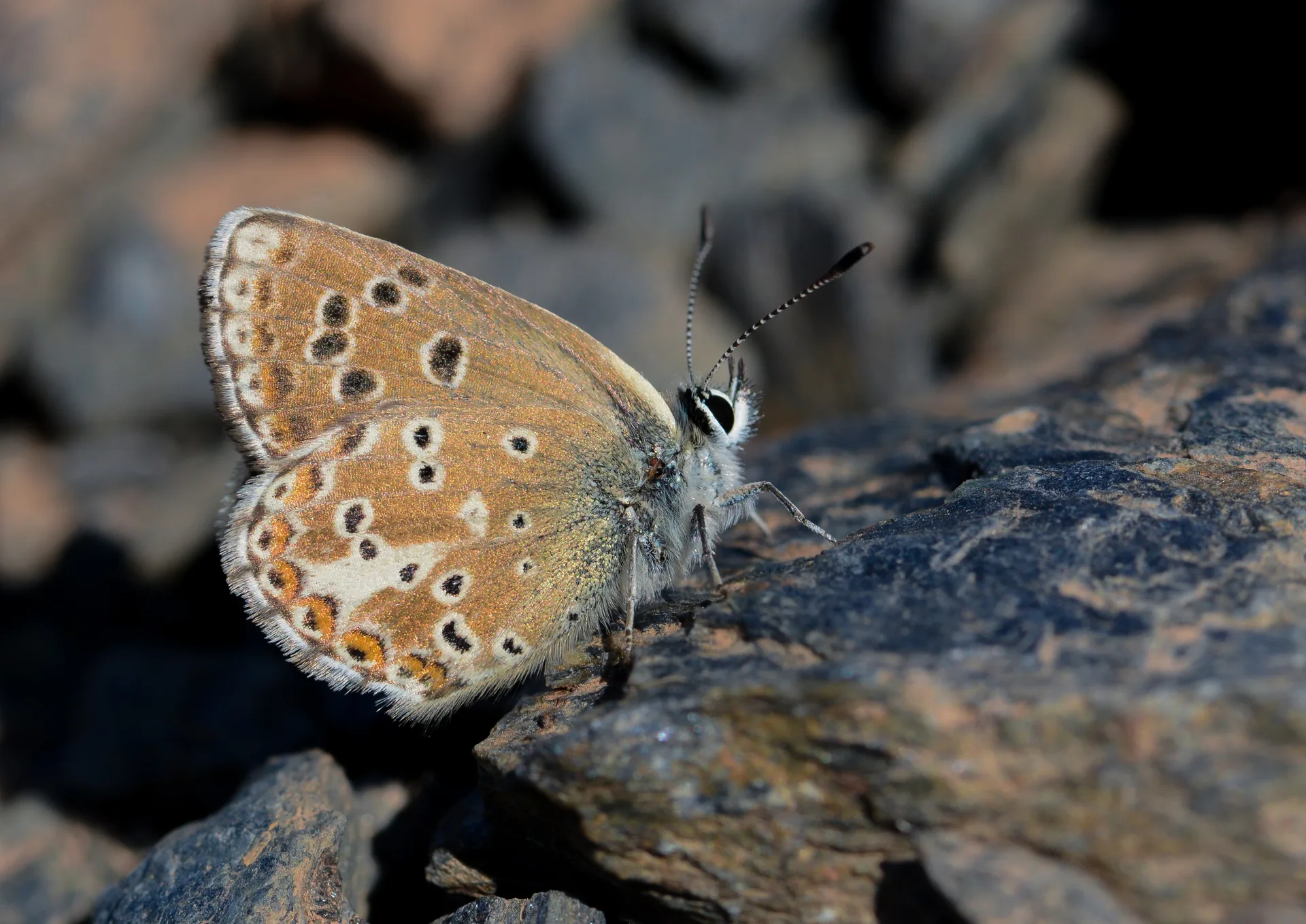 Aricia morronensis butterfly photo