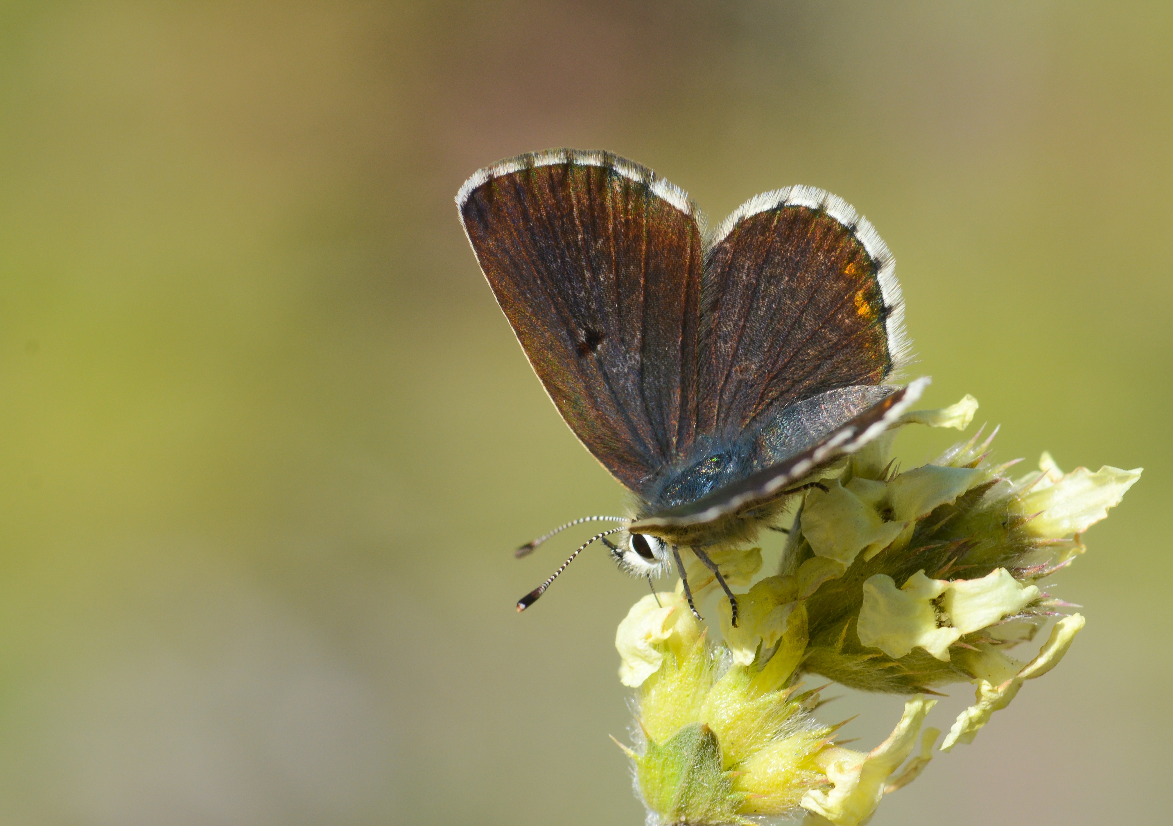 Aricia morronensis butterfly photo