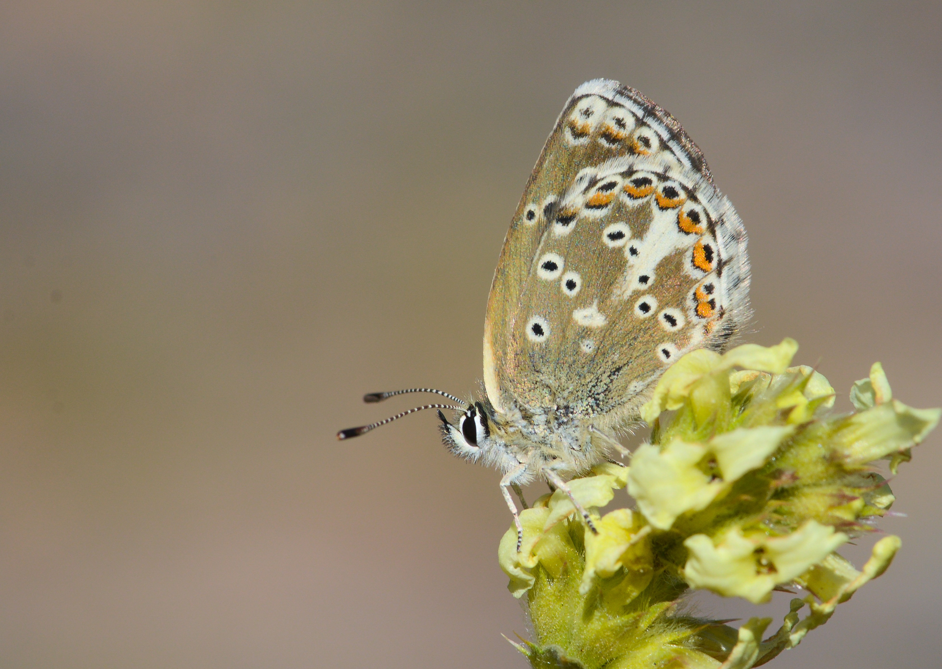 Aricia morronensis butterfly photo