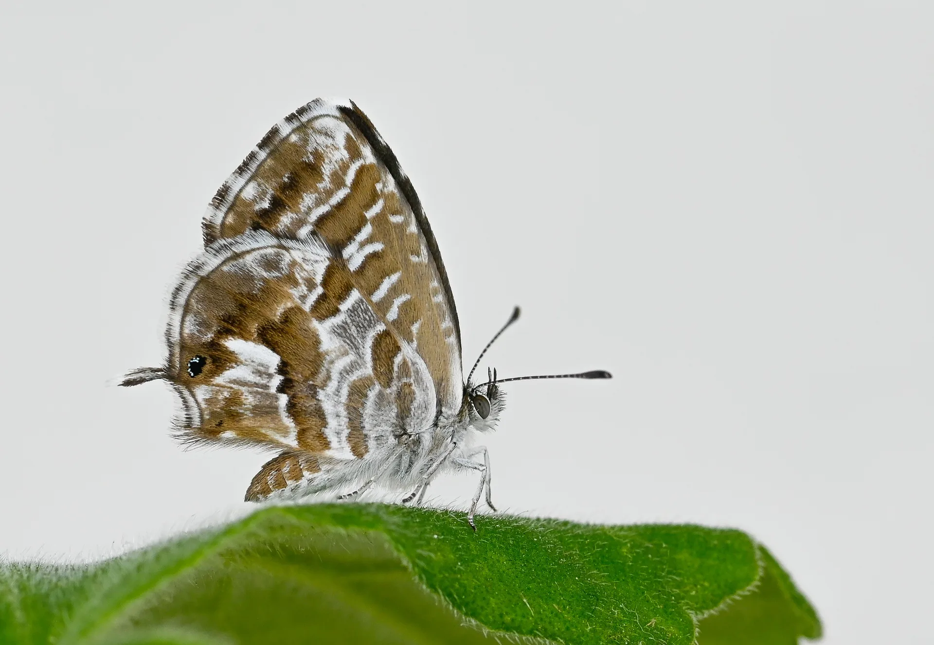 Cacyreus marshalli (Geranium Esmeri) butterfly photo