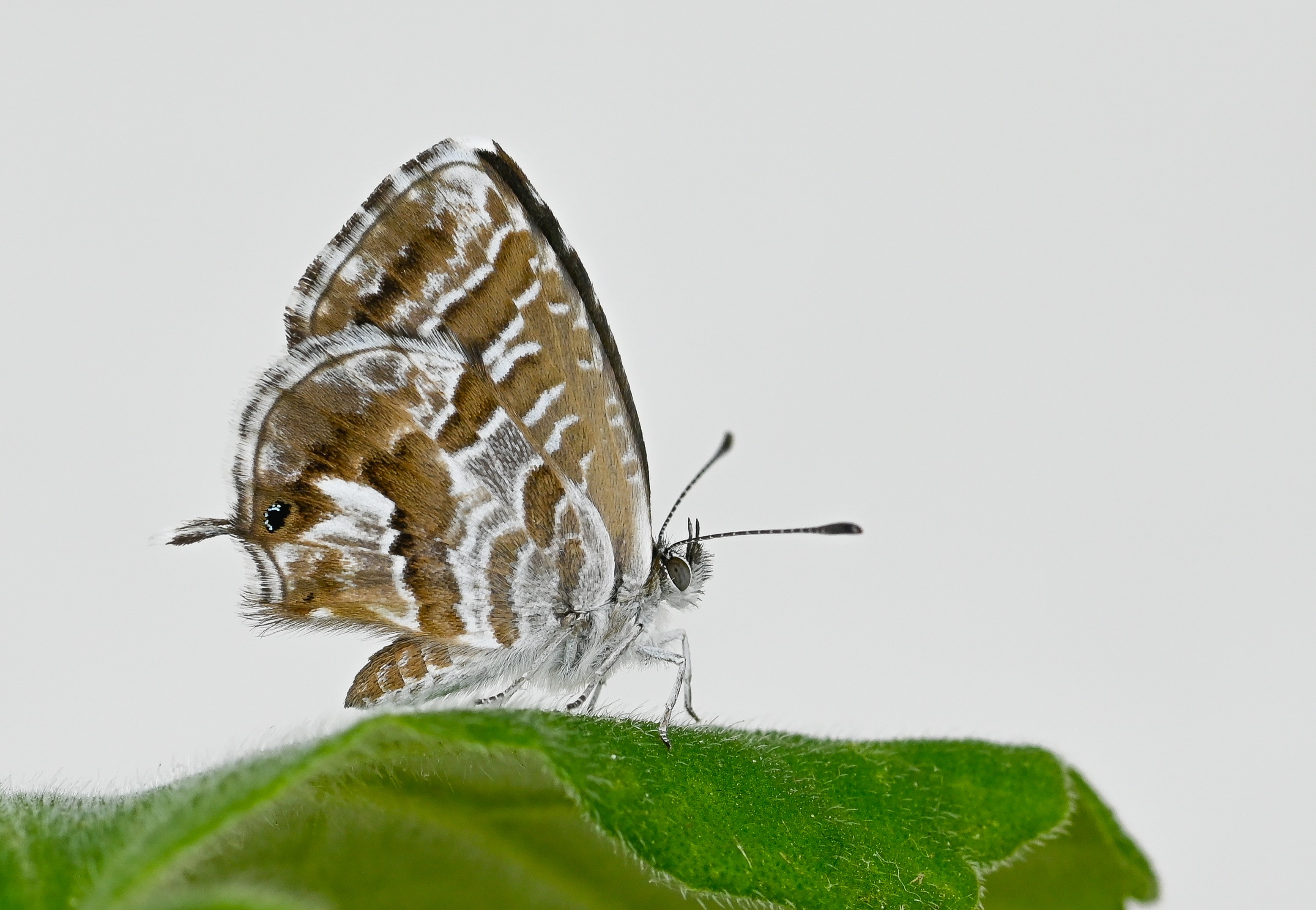 Cacyreus marshalli (Geranium Esmeri) butterfly photo