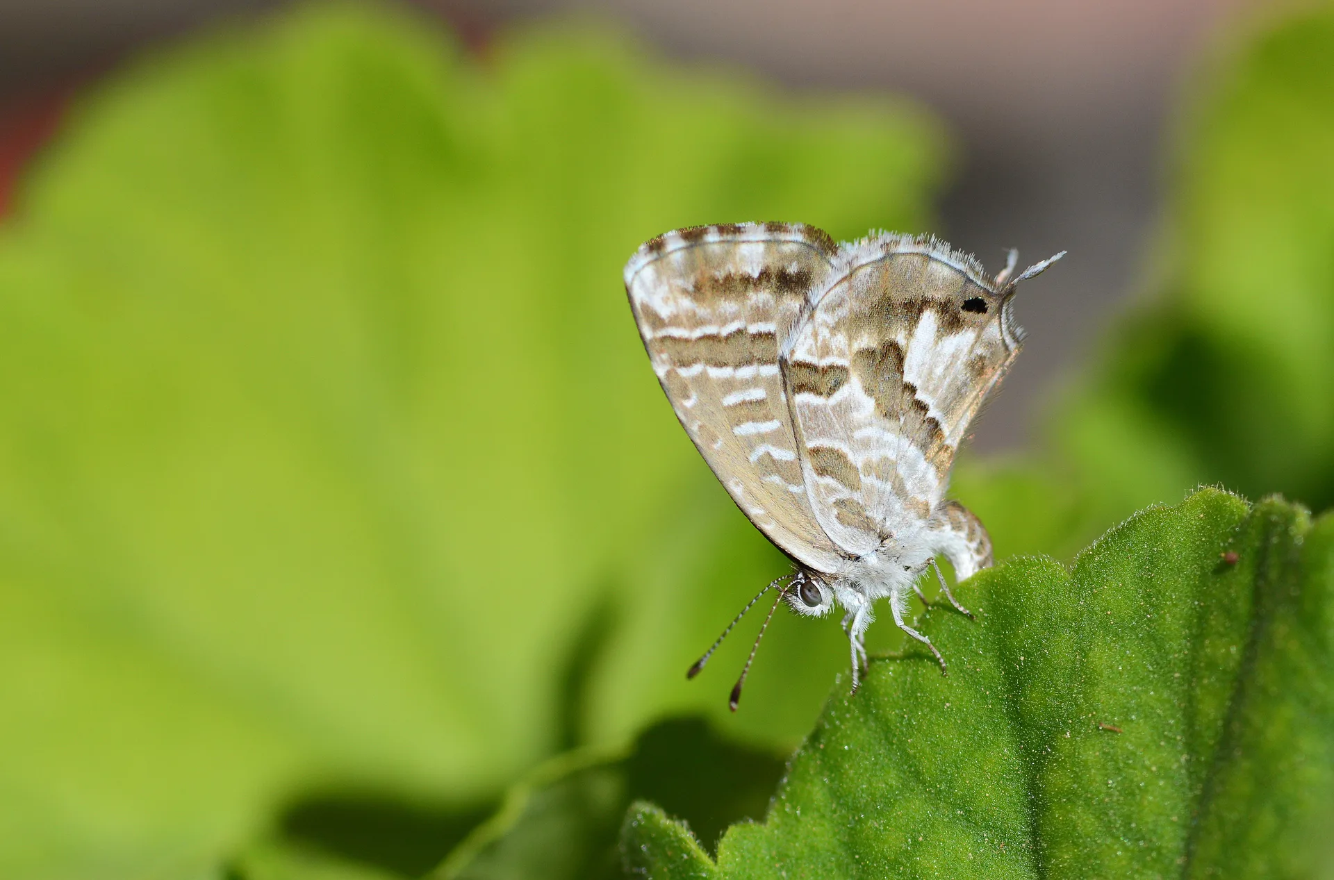 Cacyreus marshalli (Geranium Esmeri) butterfly photo