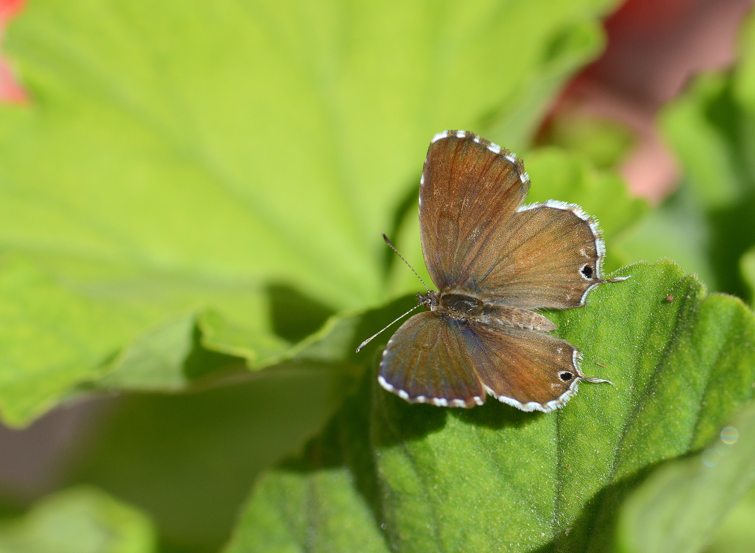Cacyreus marshalli (Geranium Esmeri) butterfly photo