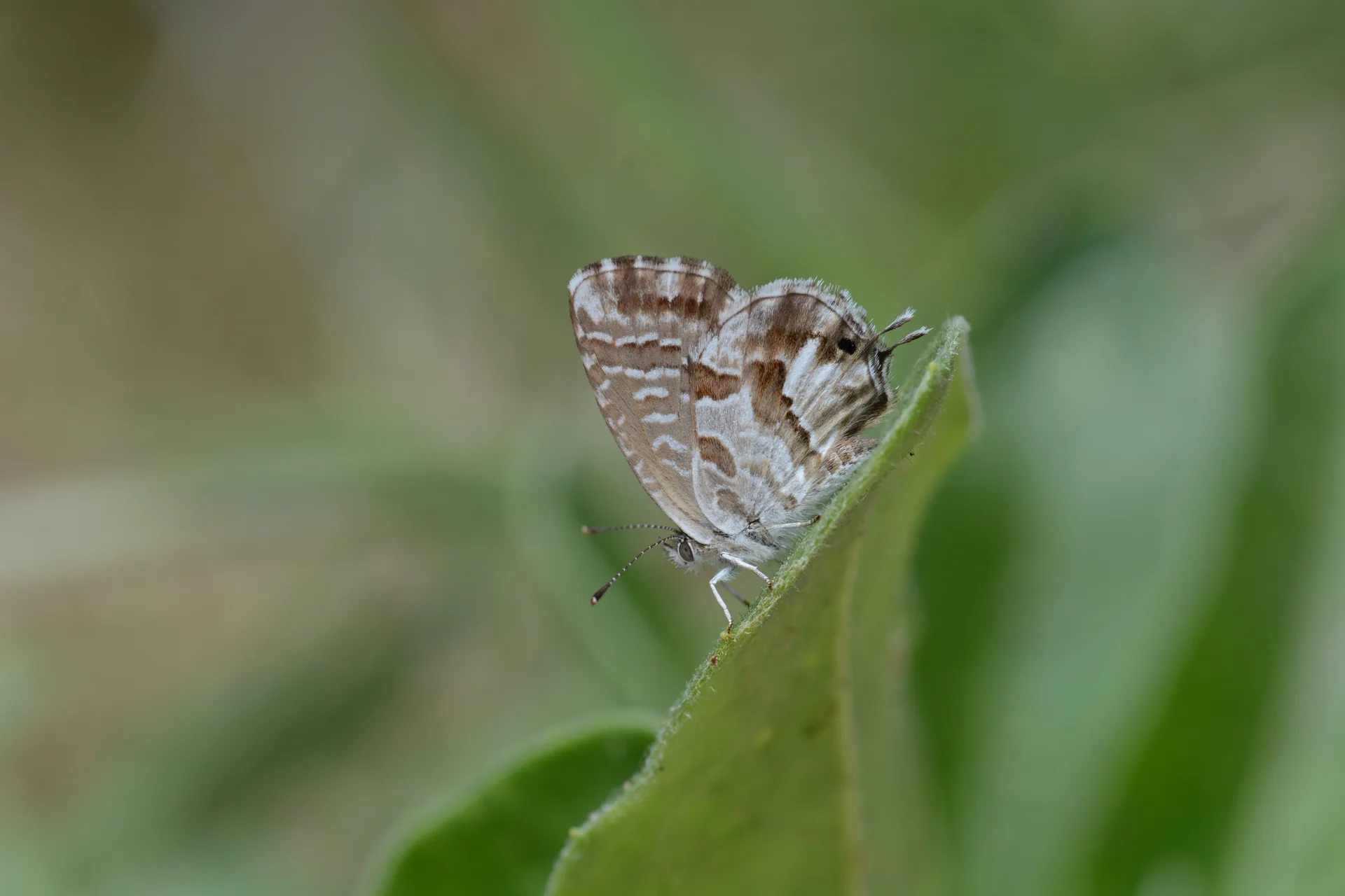 Cacyreus marshalli (Geranium Esmeri) butterfly photo