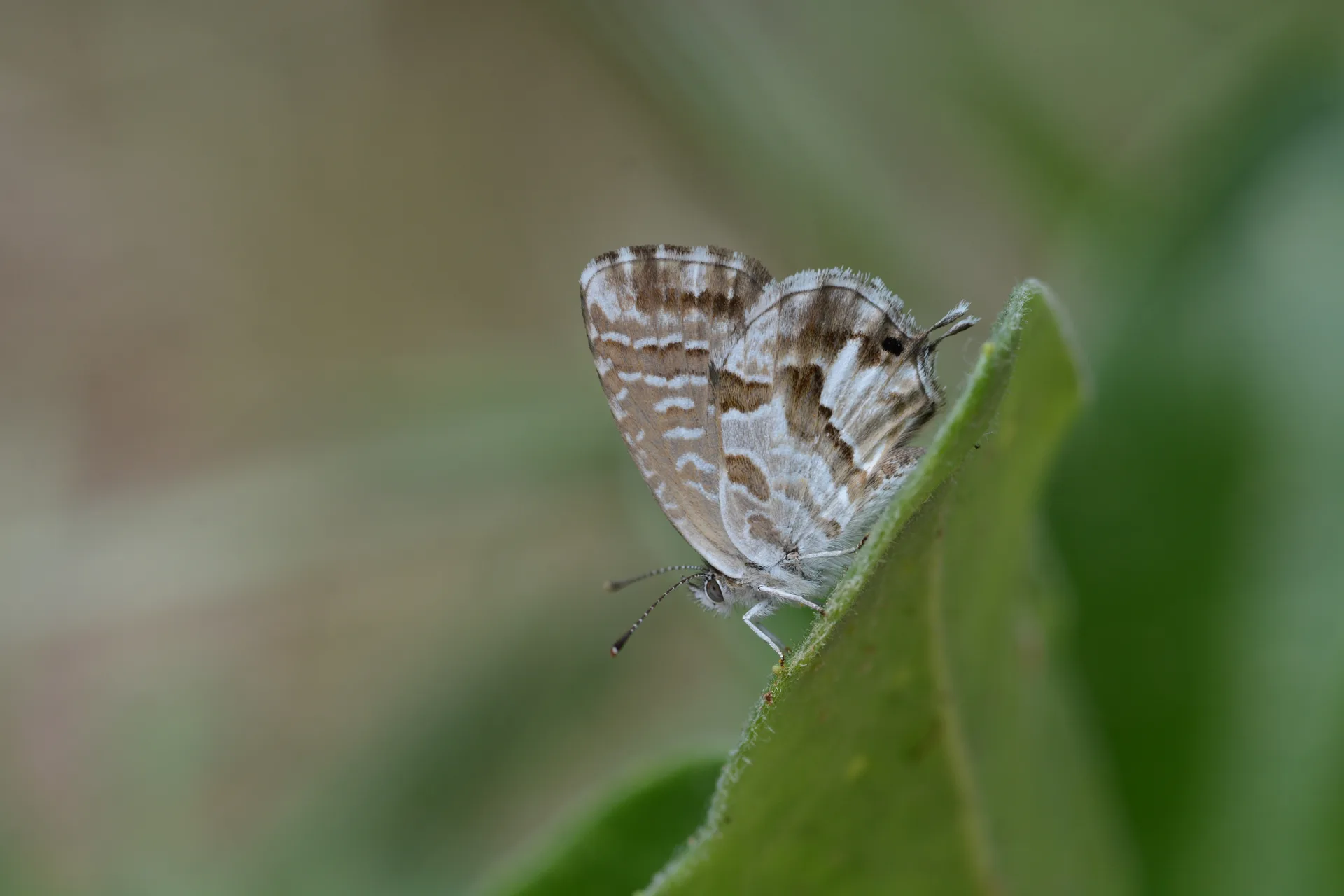 Cacyreus marshalli (Geranium Esmeri) butterfly photo
