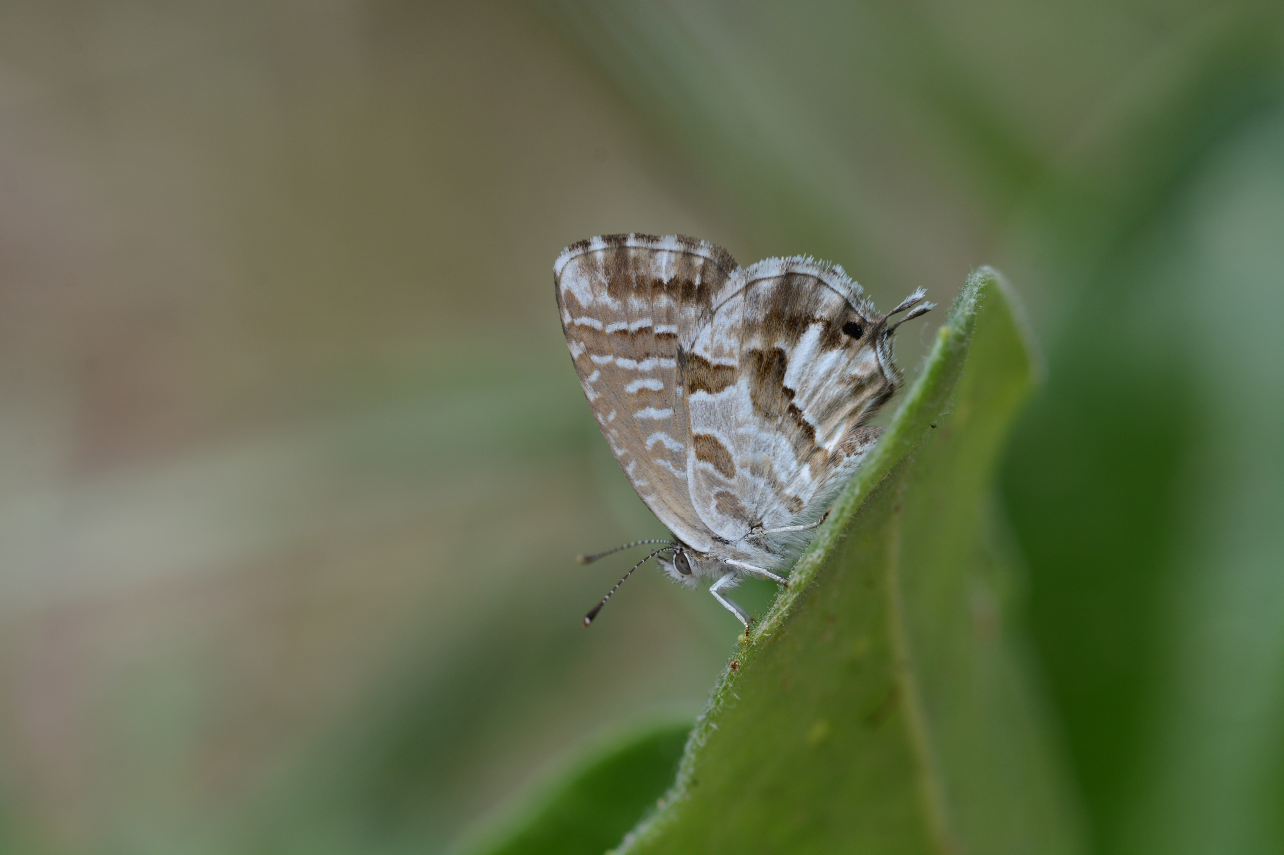 Cacyreus marshalli (Geranium Esmeri) butterfly photo