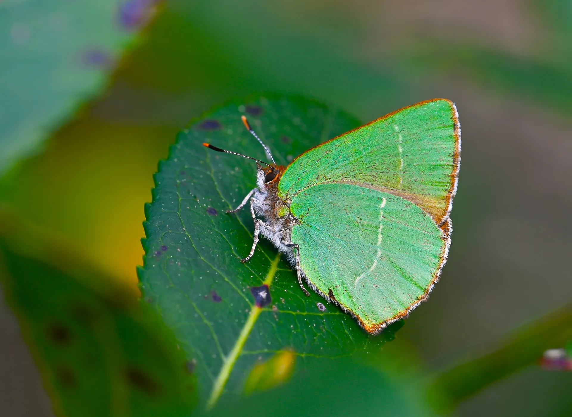 Callophrys avis butterfly photo