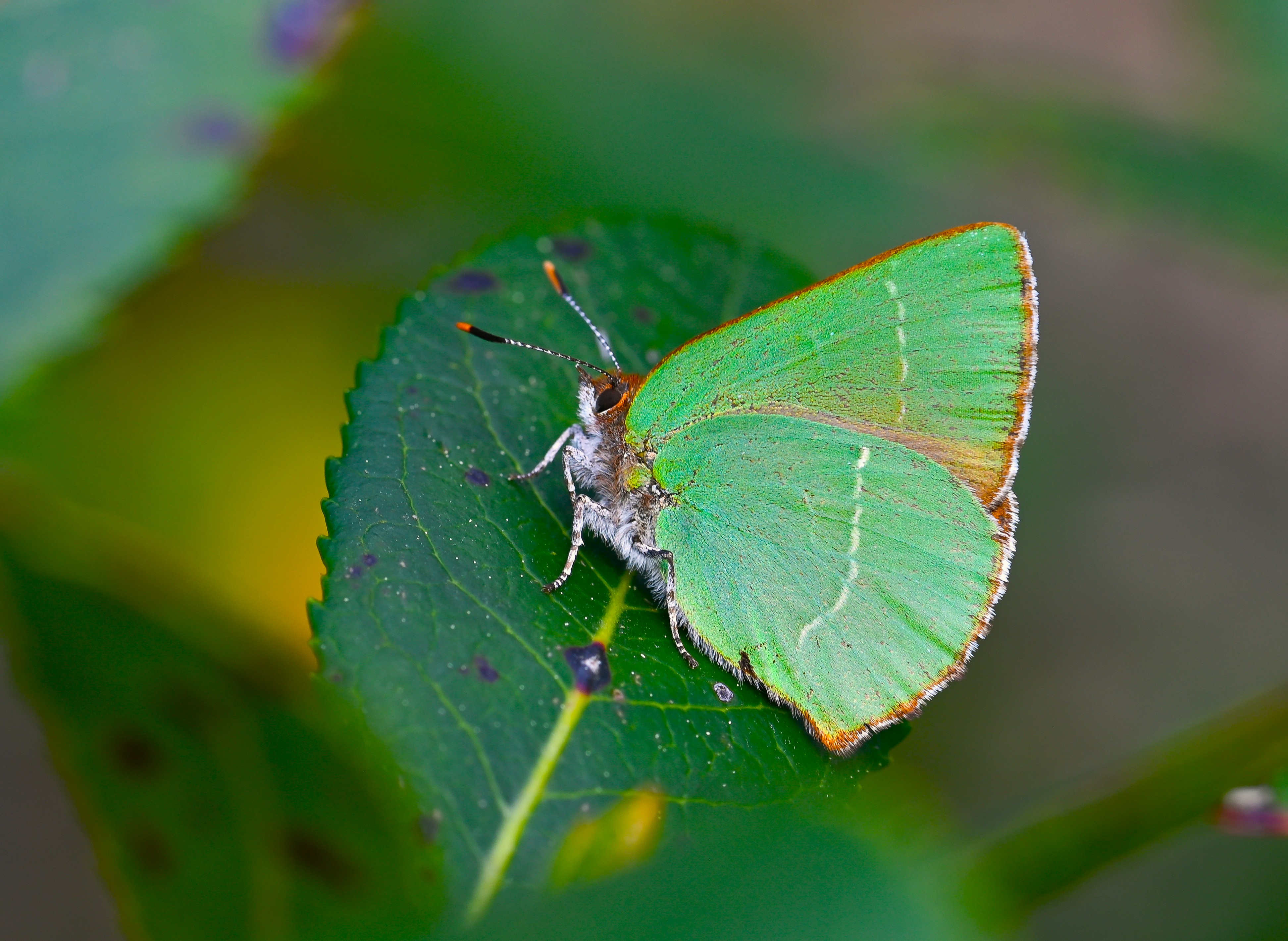 Callophrys avis butterfly photo