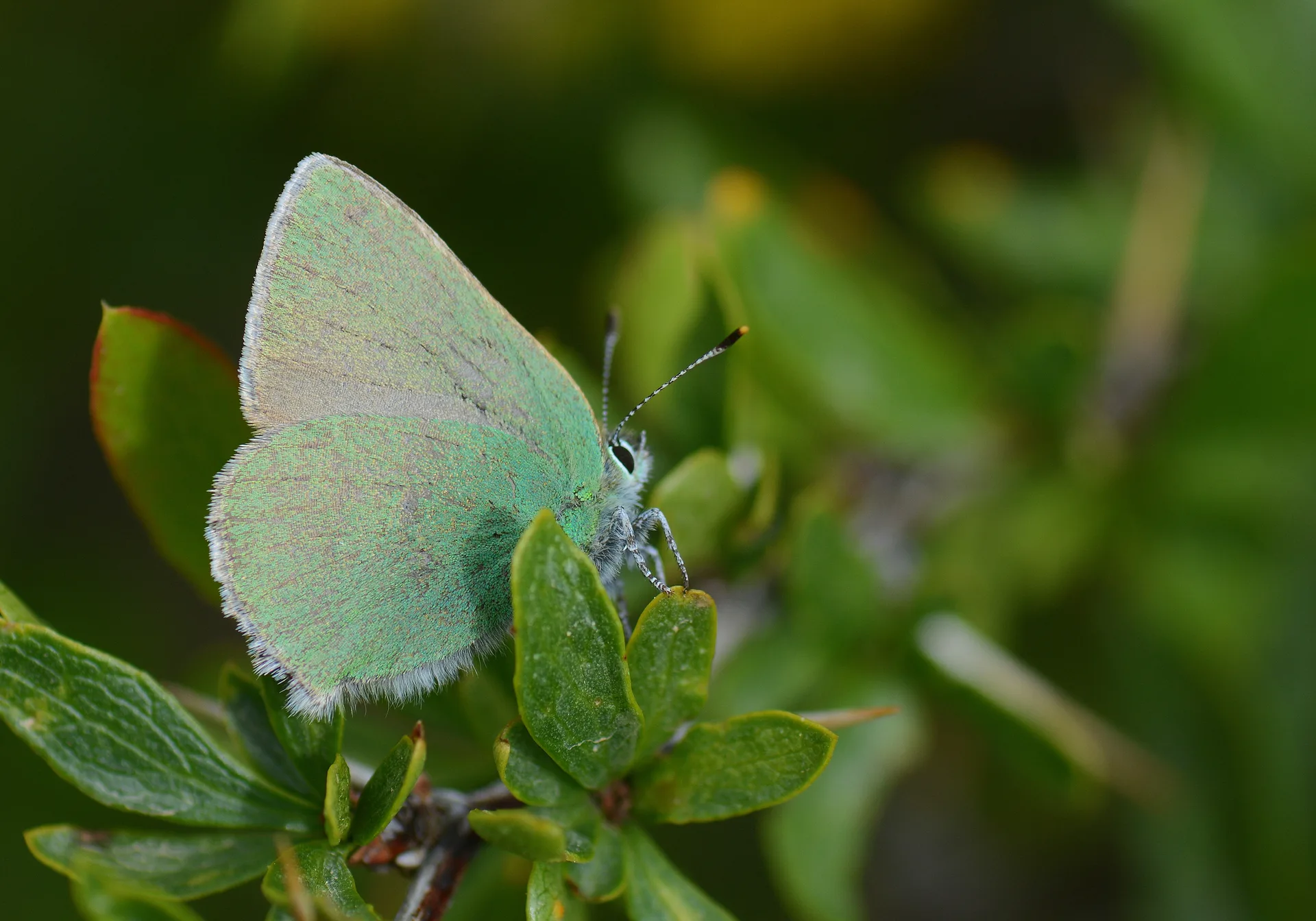 Callophrys danchenkoi (Nahcivanzümrütü) butterfly photo