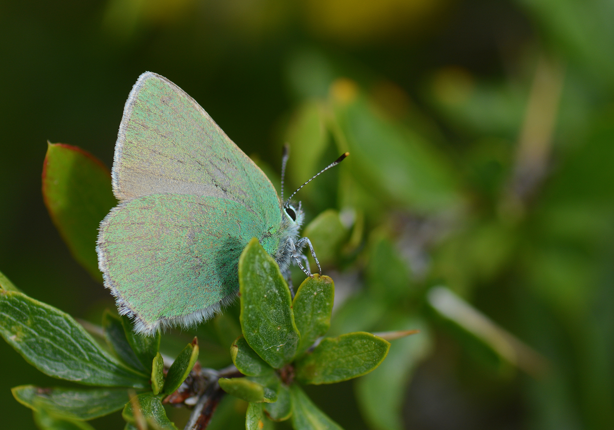 Callophrys danchenkoi (Nahcivanzümrütü) butterfly photo
