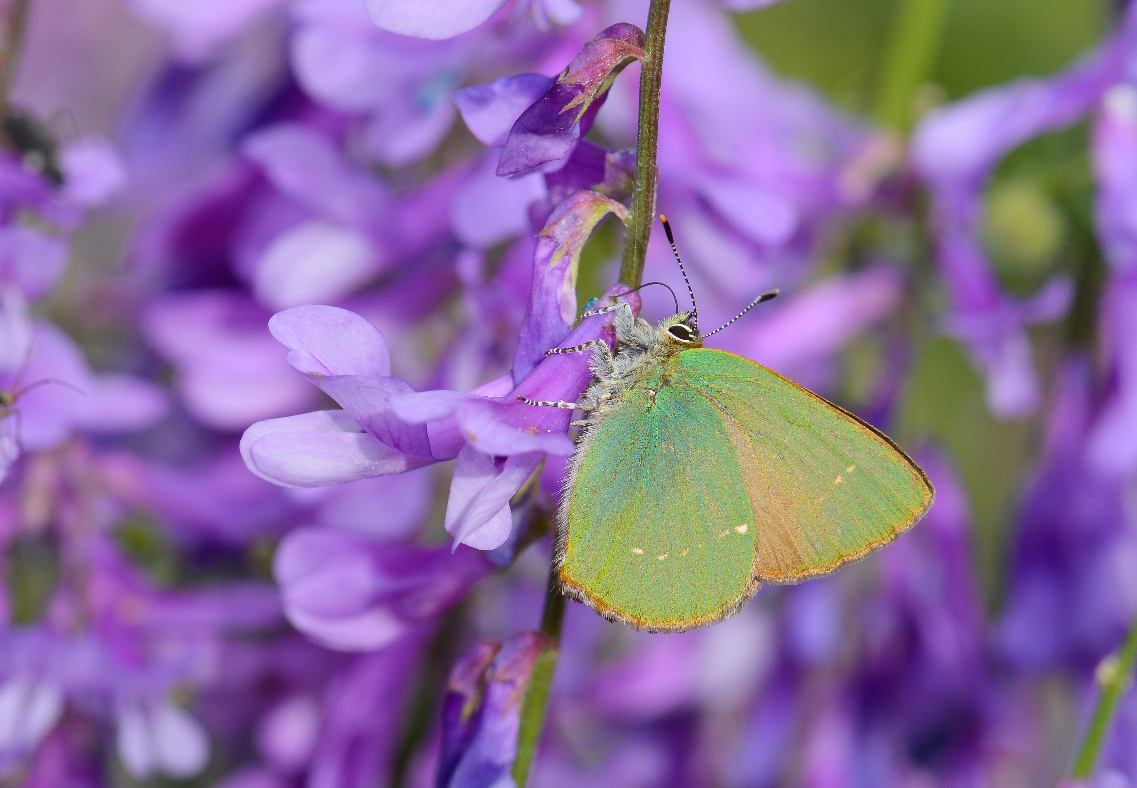 Callophrys herculeana (Büyükzümrüt) butterfly photo