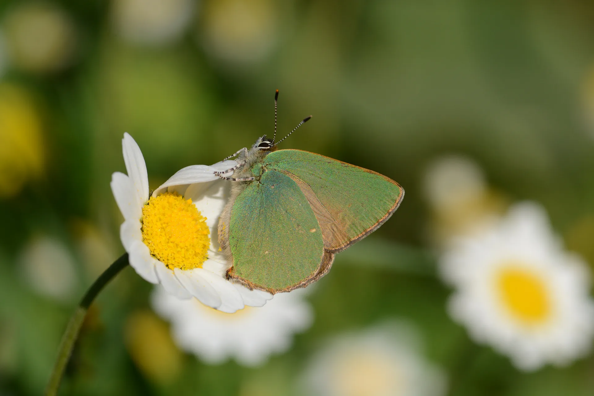 Callophrys herculeana (BÃ¼yÃ¼kzÃ¼mrÃ¼t) butterfly photo