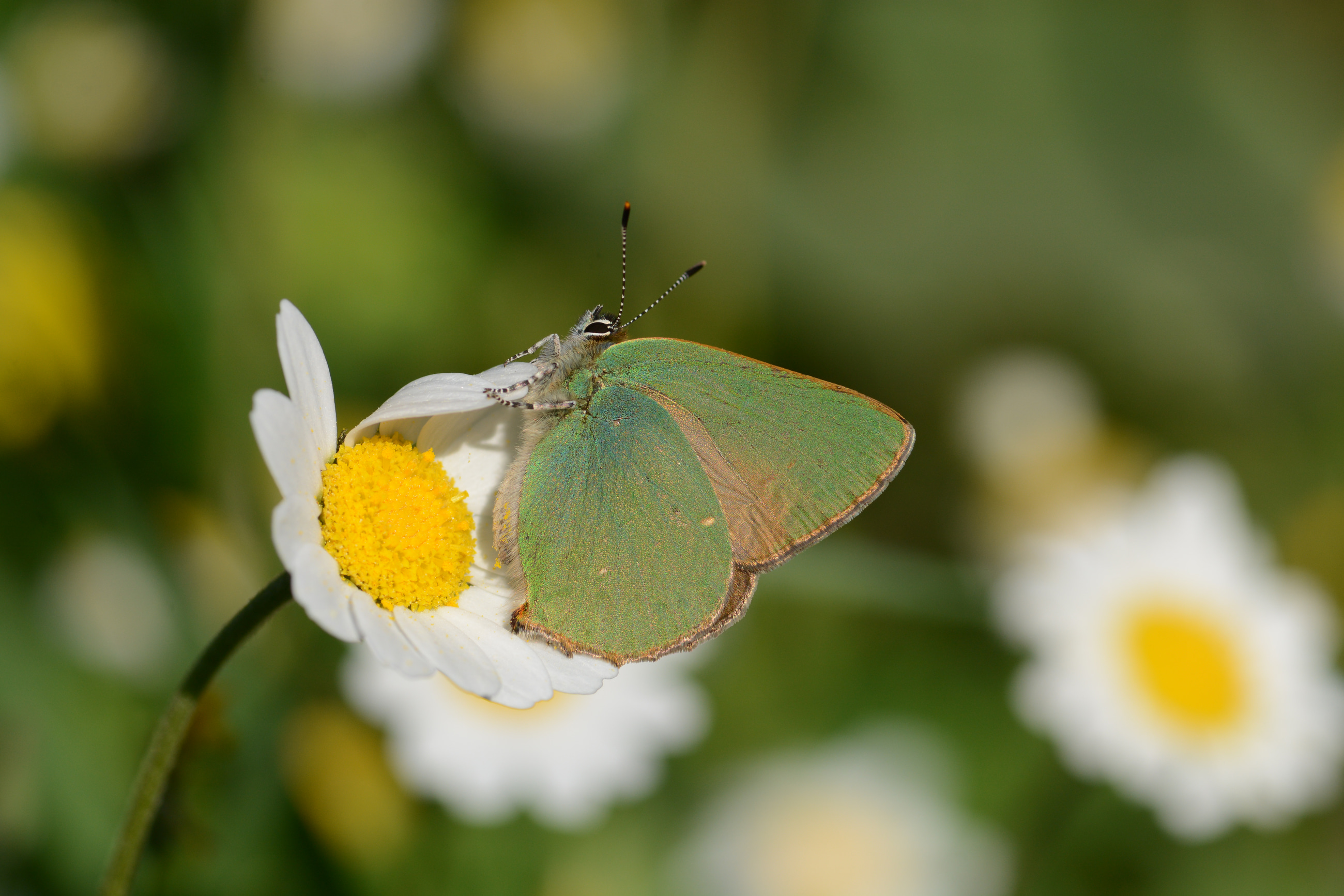 Callophrys herculeana (Büyükzümrüt) butterfly photo