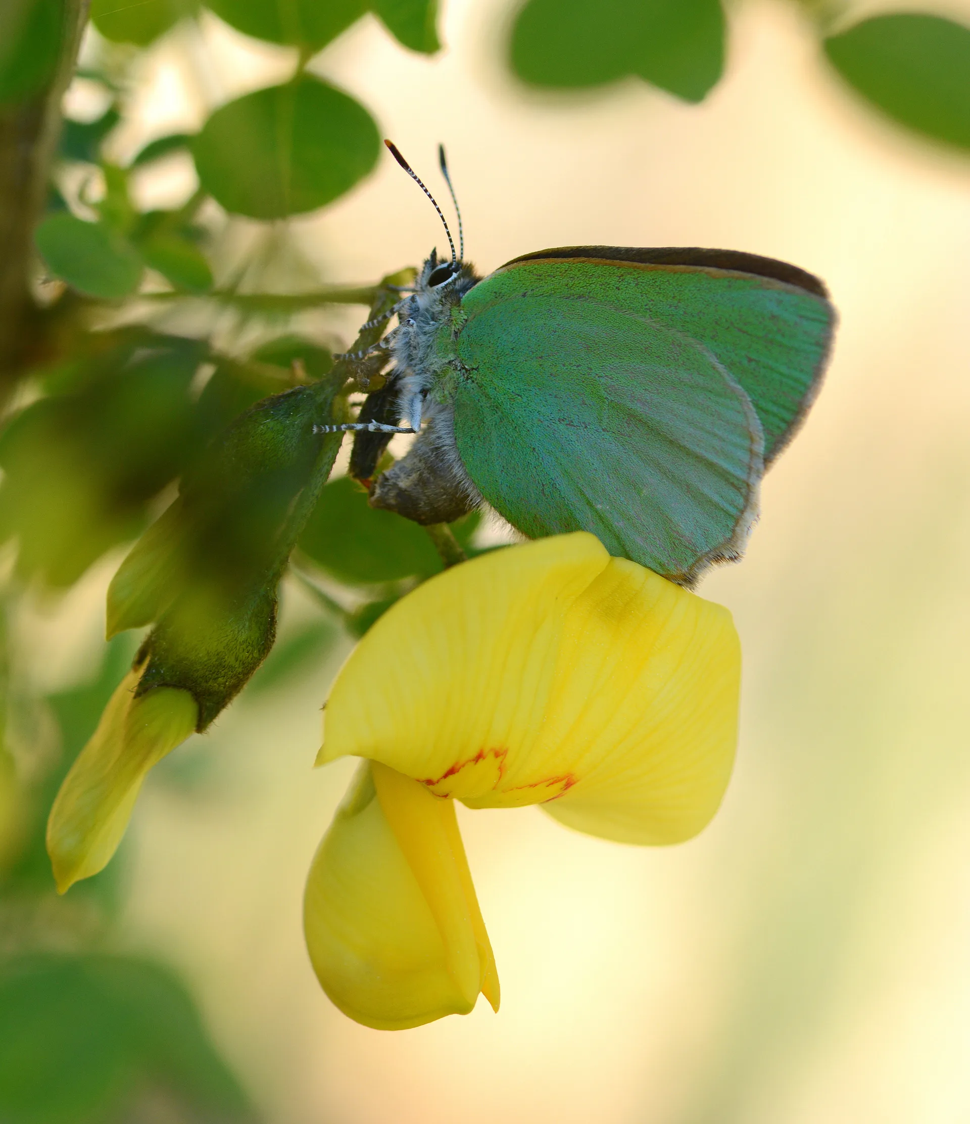 Callophrys herculeana (BÃ¼yÃ¼kzÃ¼mrÃ¼t) butterfly photo