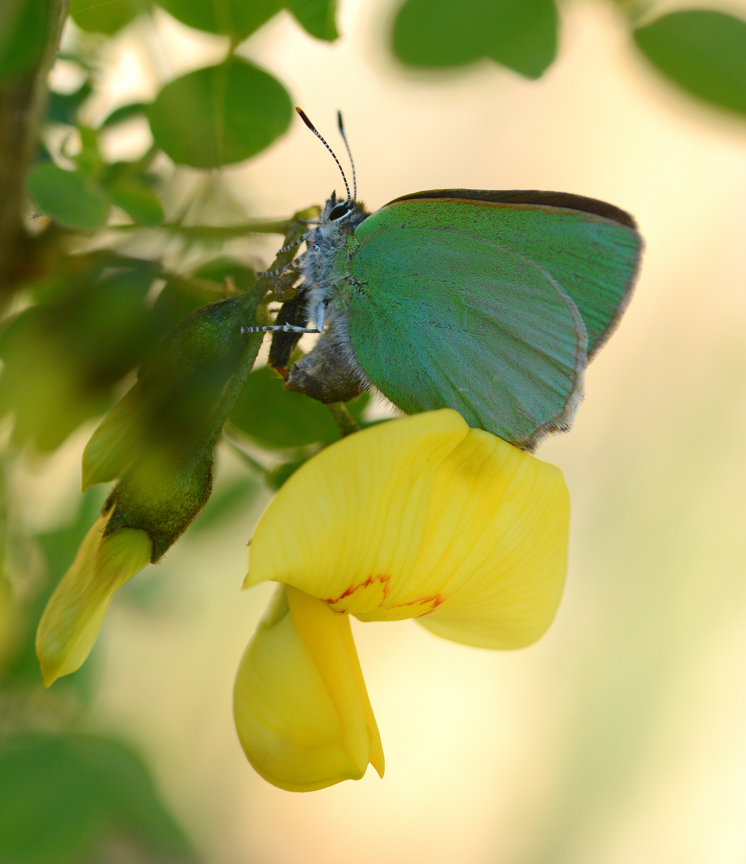 Callophrys herculeana (Büyükzümrüt) butterfly photo