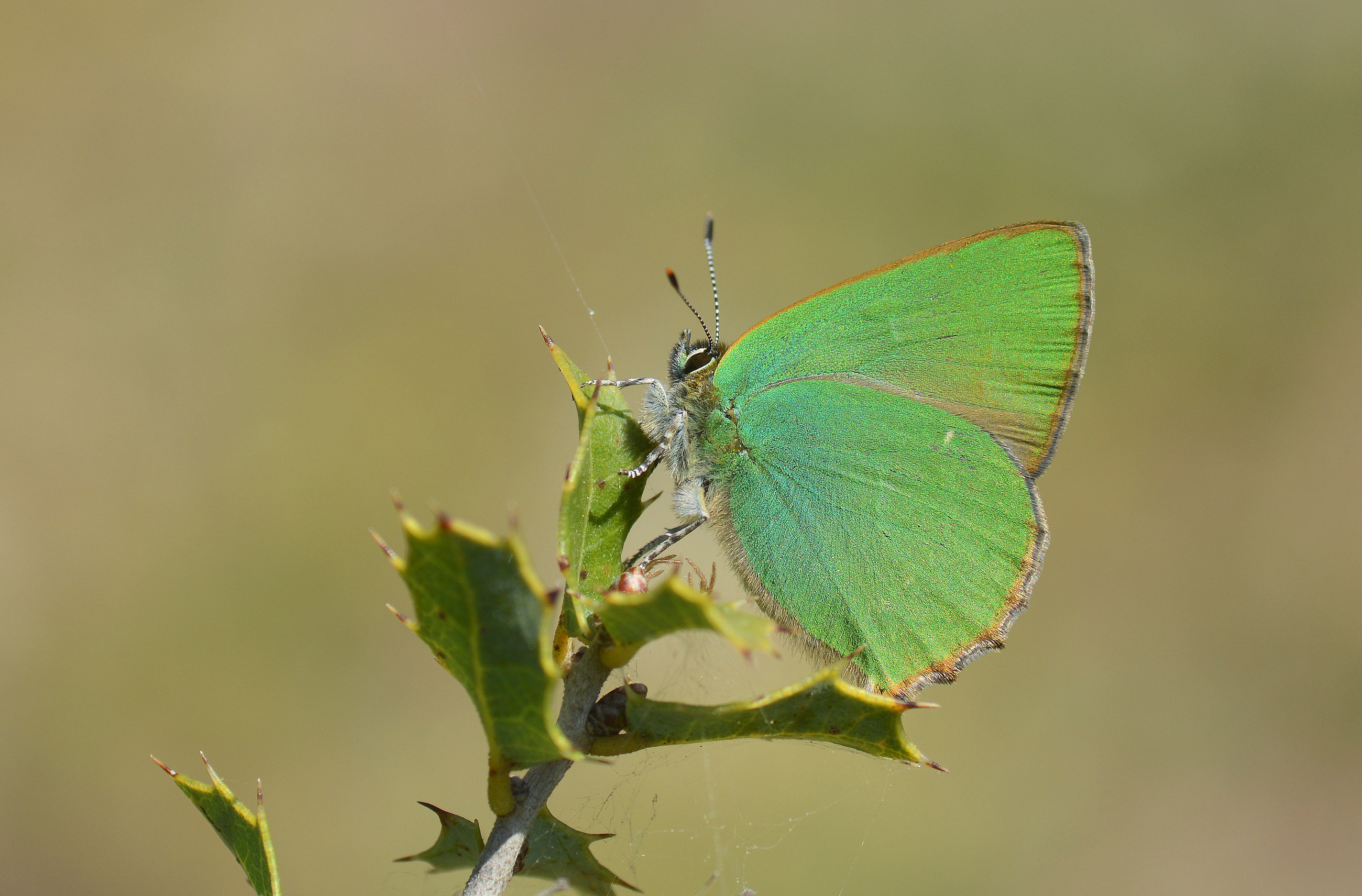 Callophrys herculeana (Büyükzümrüt) butterfly photo