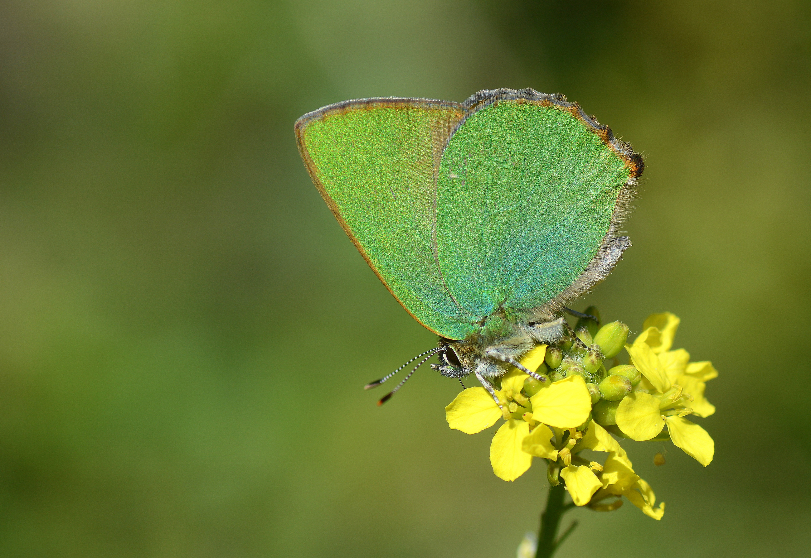Callophrys herculeana (Büyükzümrüt) butterfly photo
