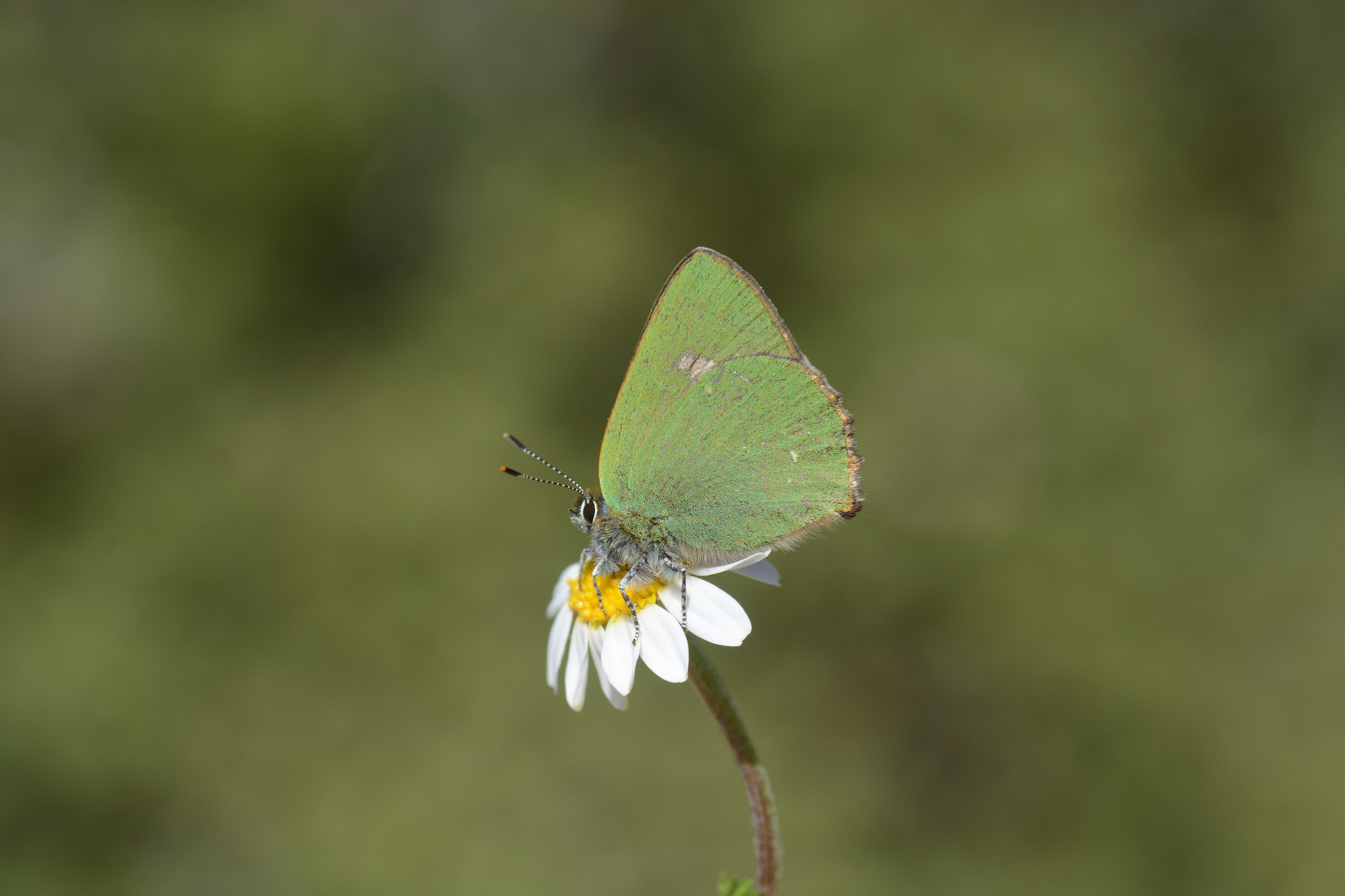 Callophrys herculeana (Büyükzümrüt) butterfly photo