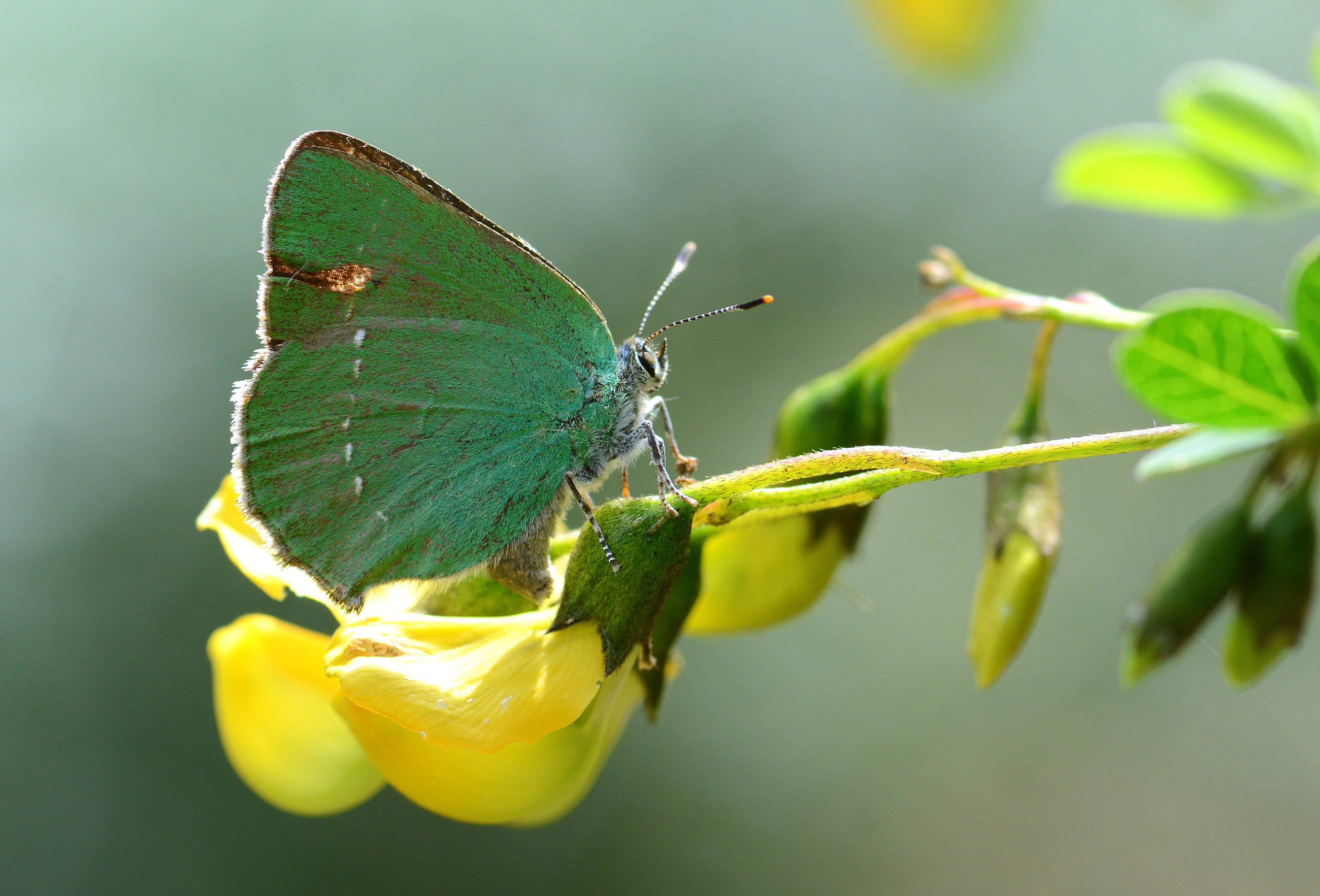 Callophrys herculeana (Büyükzümrüt) butterfly photo