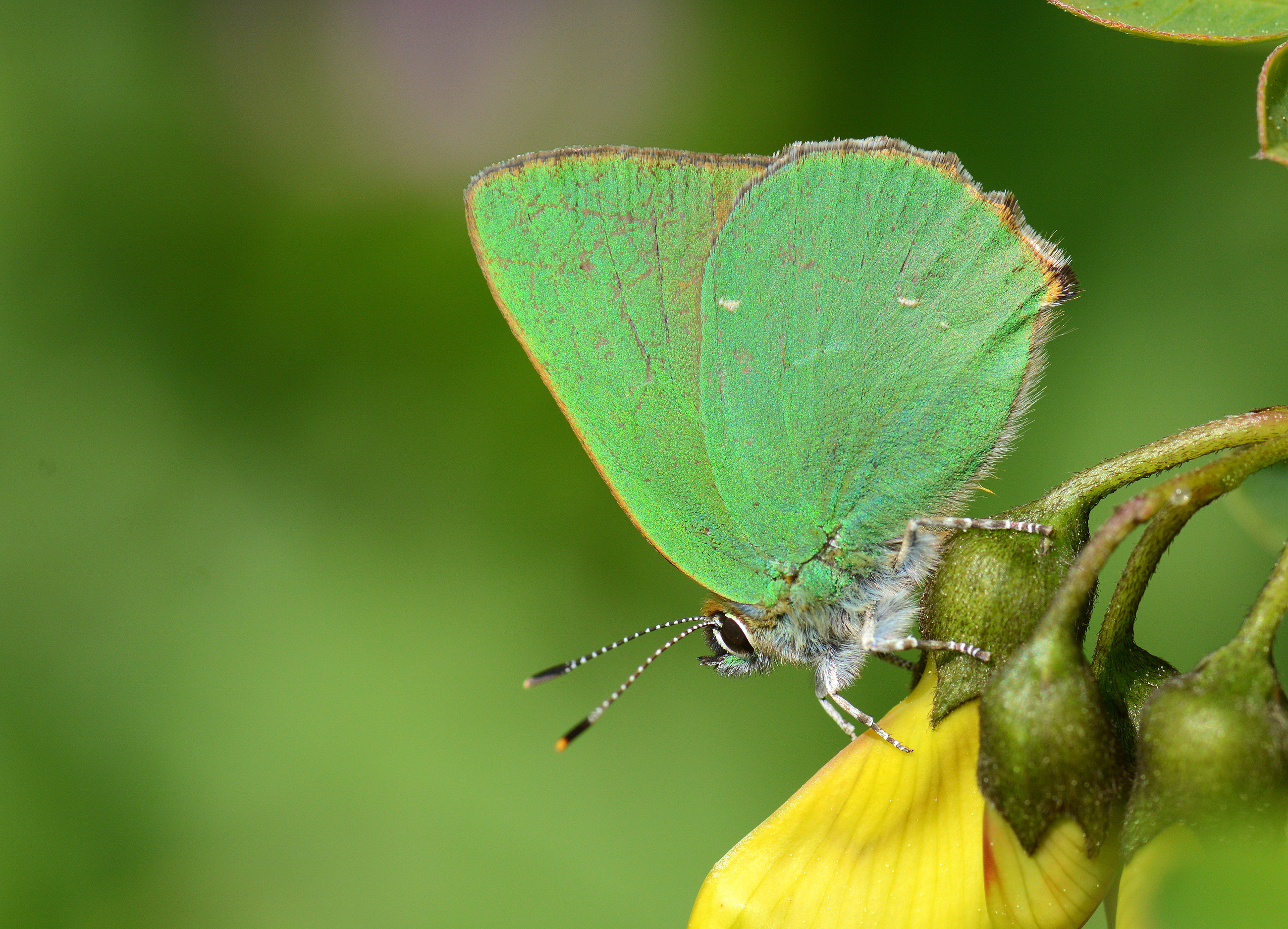Callophrys herculeana (Büyükzümrüt) butterfly photo