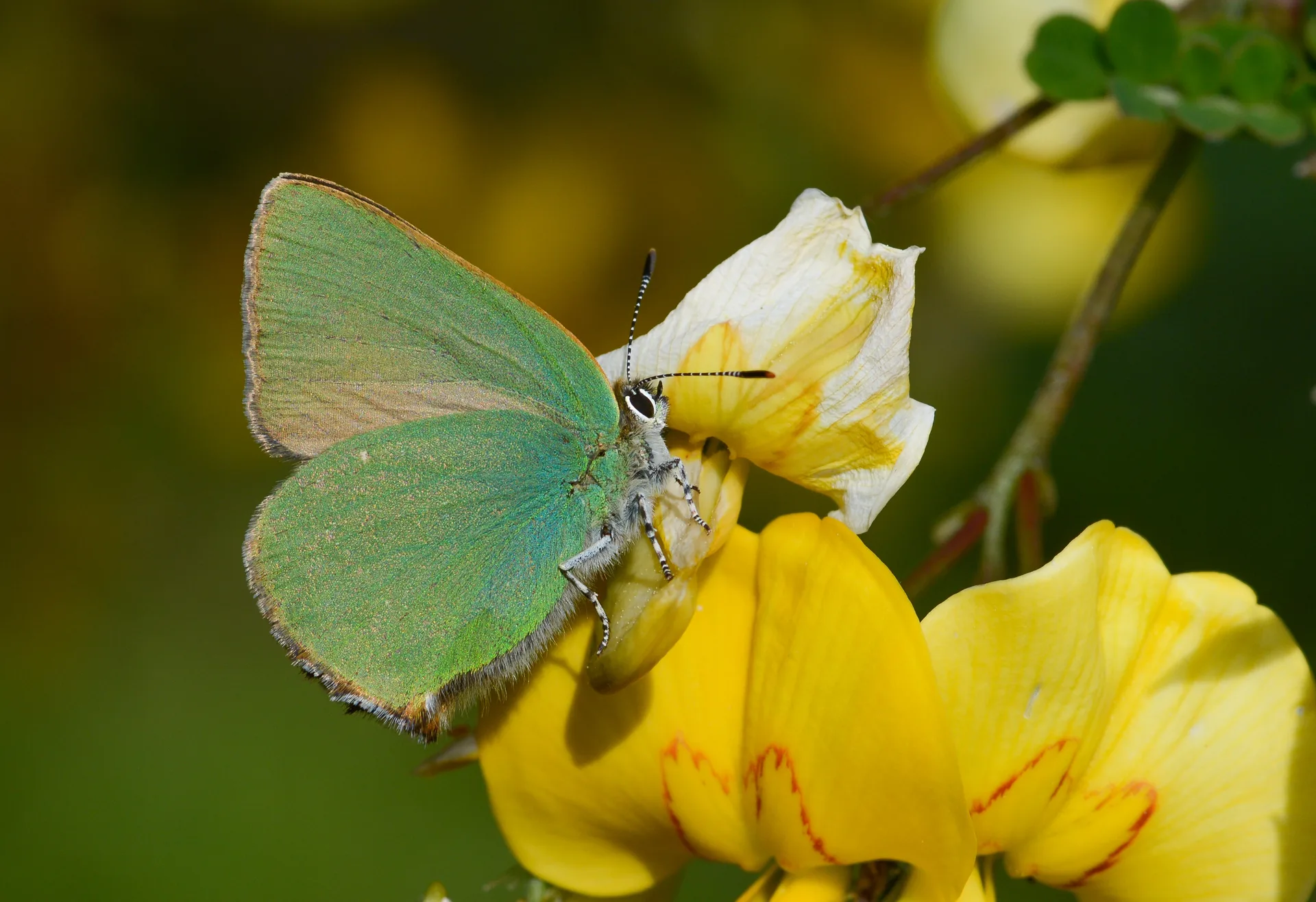 Callophrys herculeana (BÃ¼yÃ¼kzÃ¼mrÃ¼t) butterfly photo